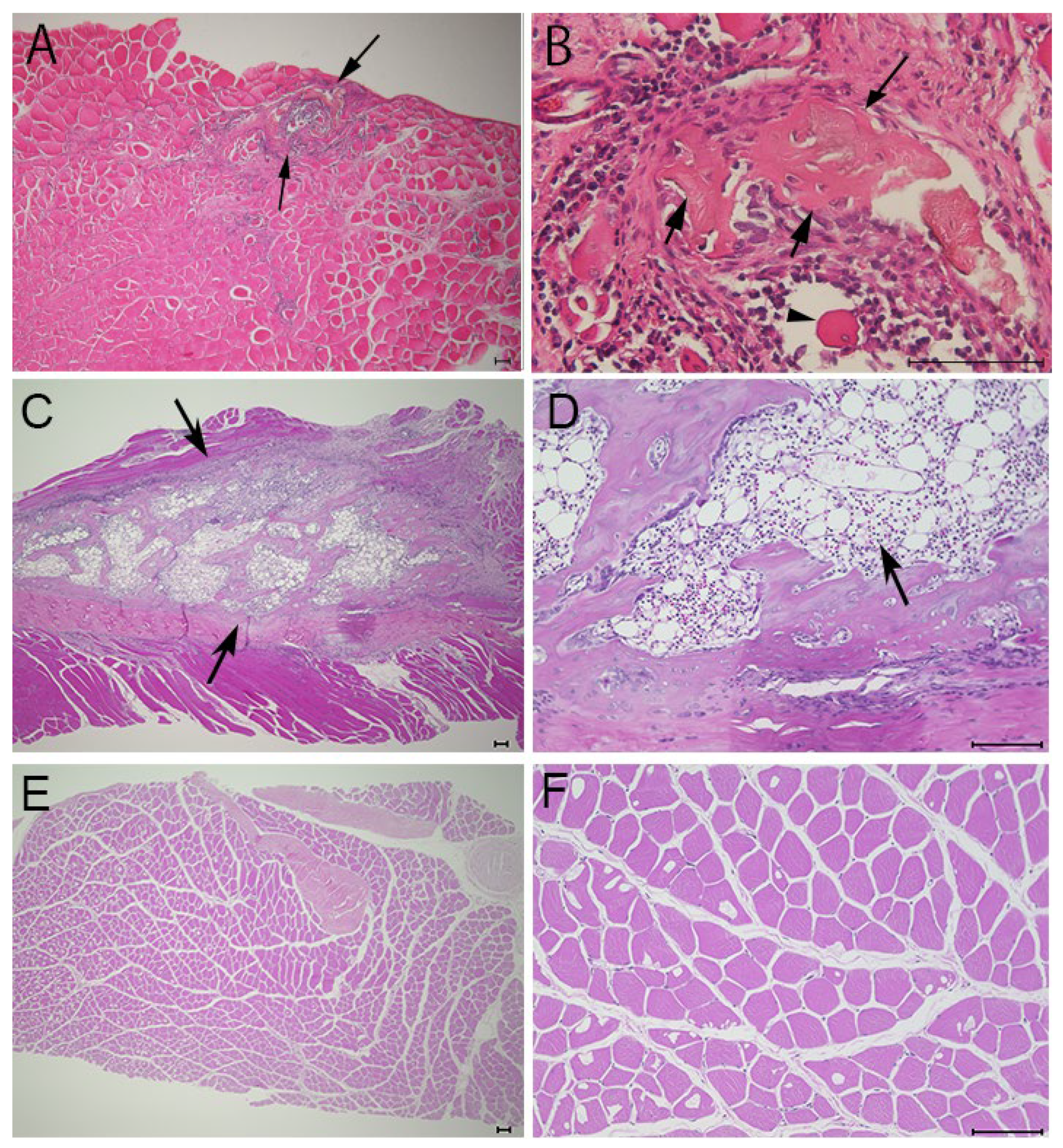 Materials 17 00880 g004