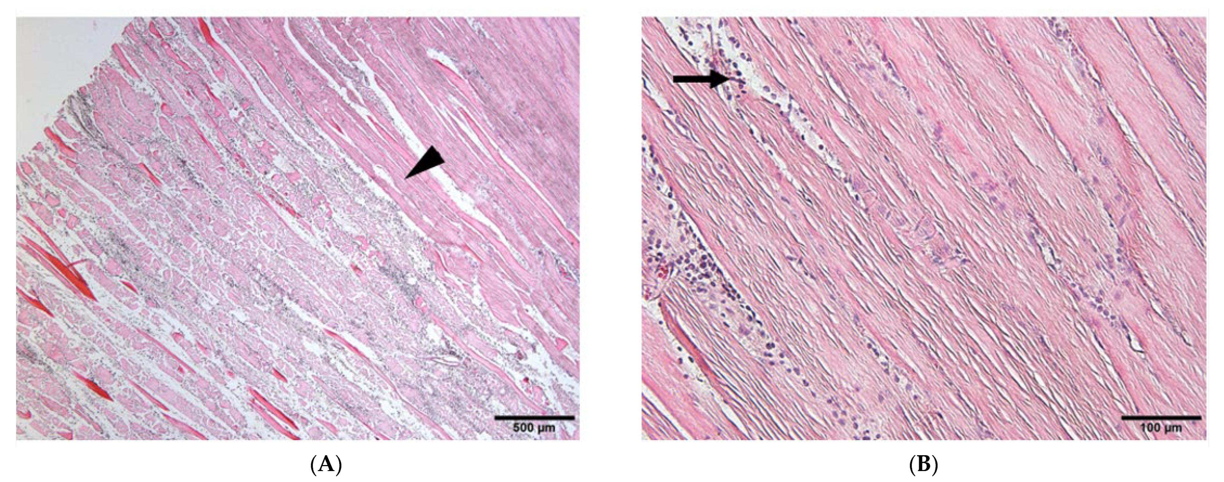 Materials 17 00880 g005