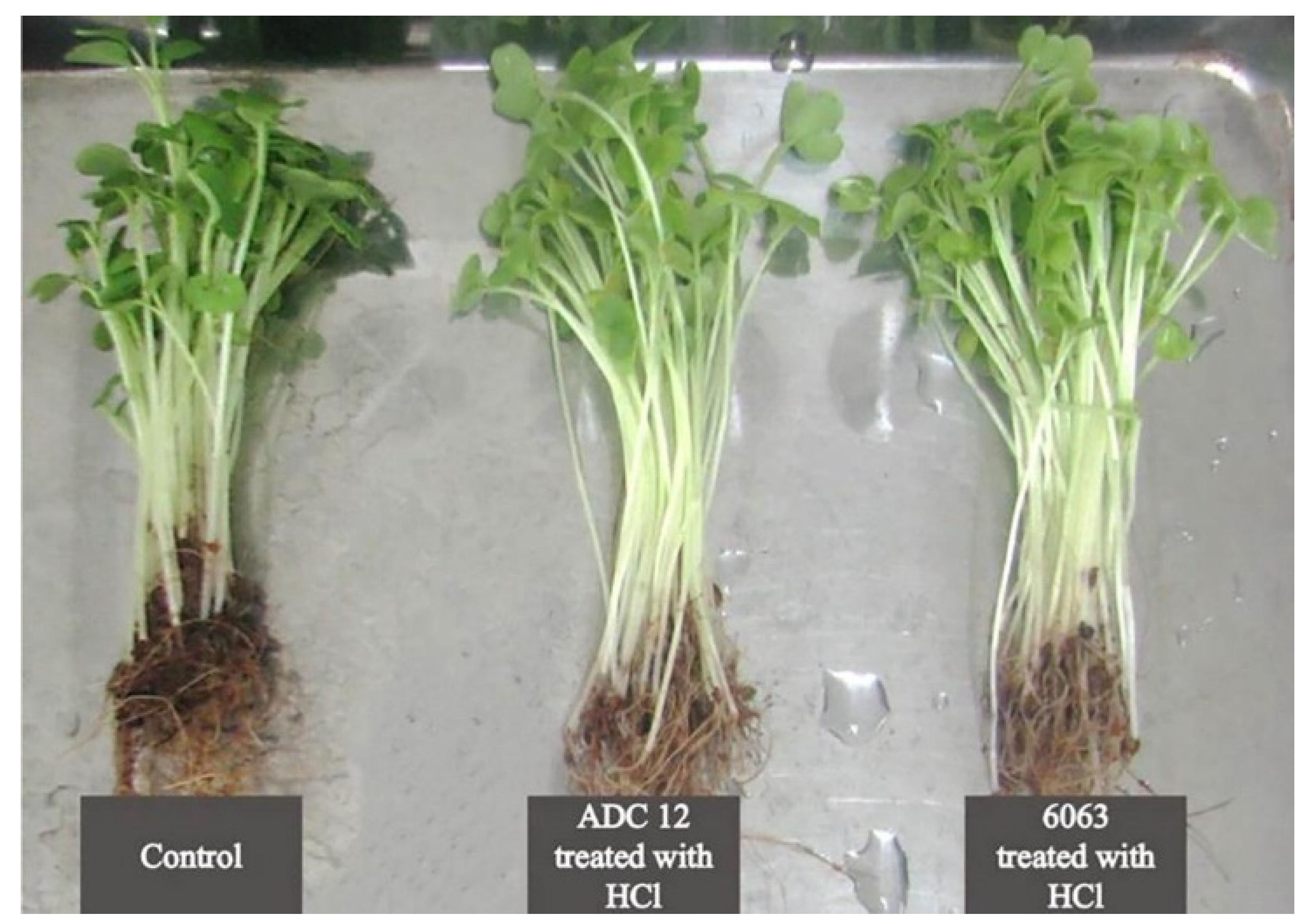 Materials 17 05152 g011