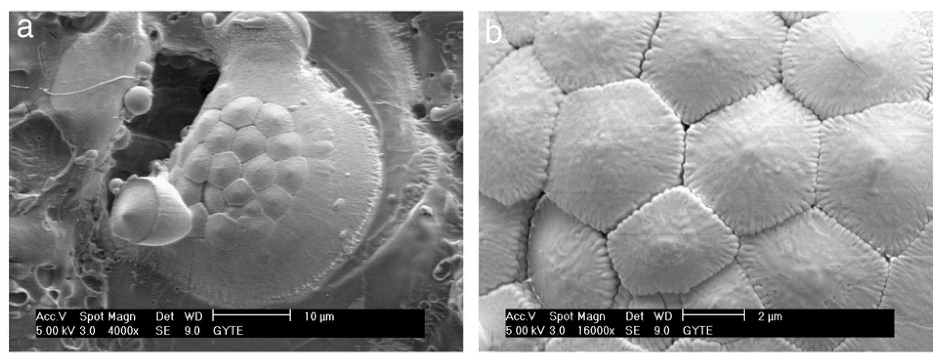 Materials 18 00822 g017 Materials 18 00822 g017