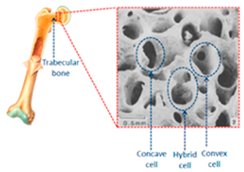 Materials 18 01377 i006