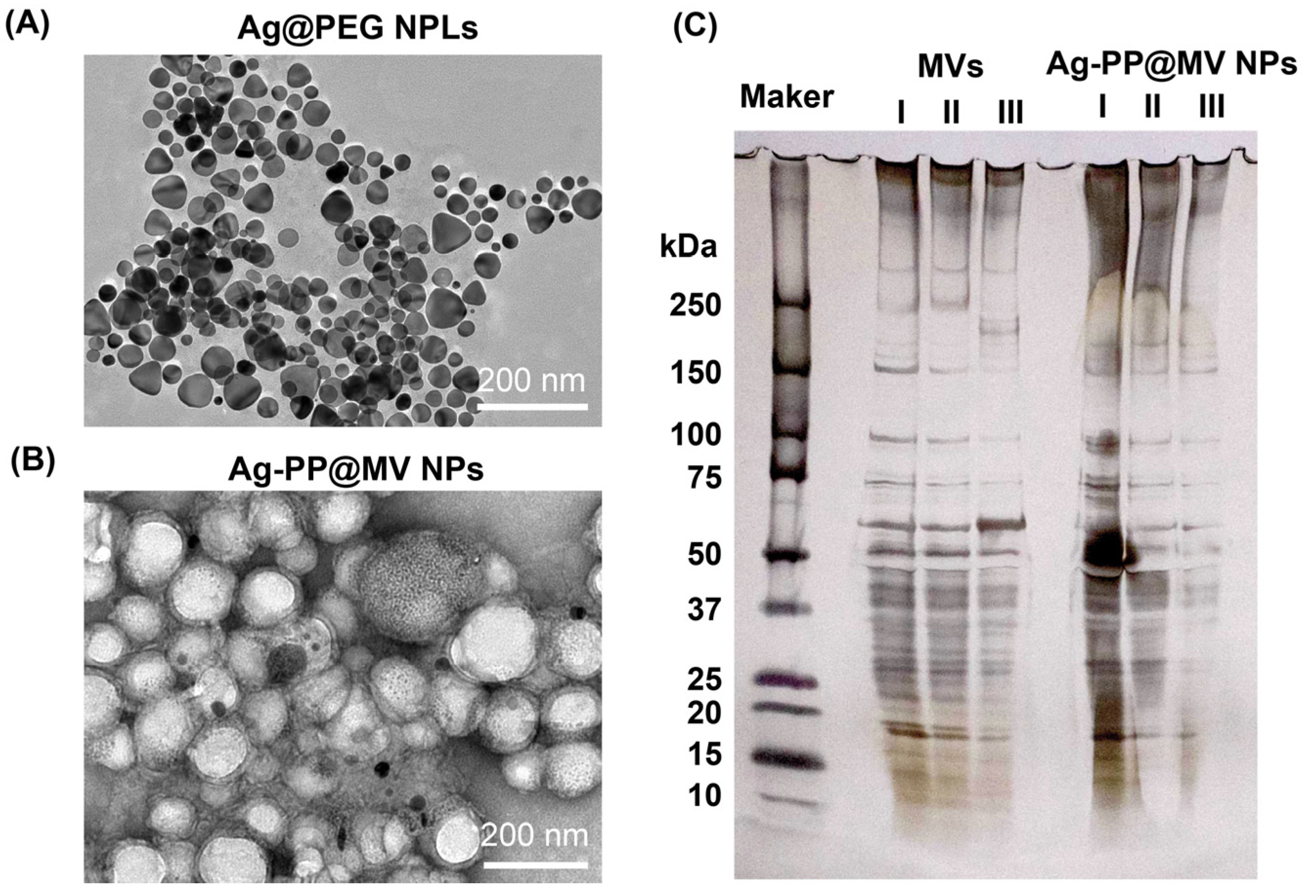 Materials 18 03470 g001