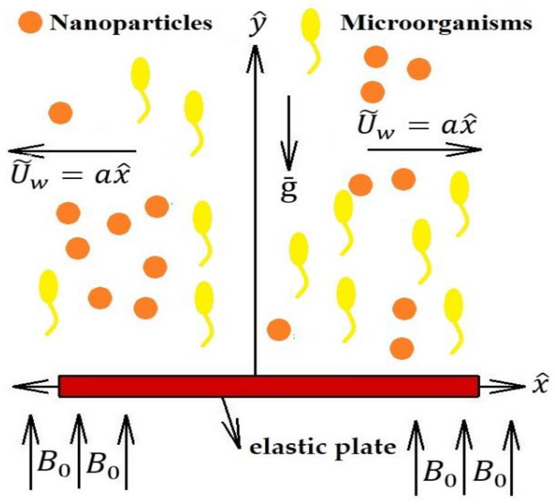 Mathematics Free Full Text Numerical Investigation On The Swimming Of Gyrotactic Microorganisms In Nanofluids Through Porous Medium Over A Stretched Surface Html