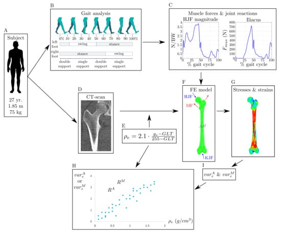 Insight on physical meaning of finite-width-correction factors in