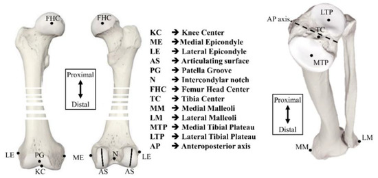 Axis Scientific Humerus Bone