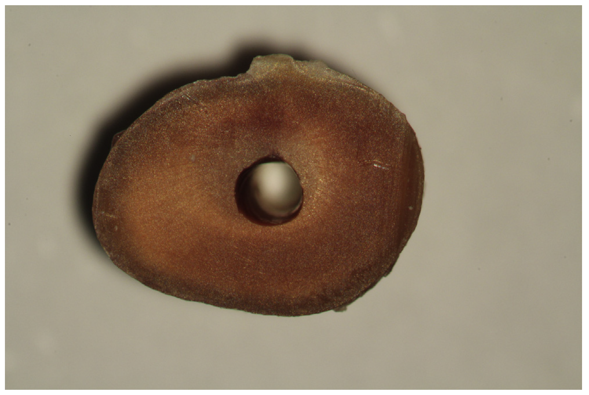 Medicina 53 00166 g001 Medicina 53 00166 g001