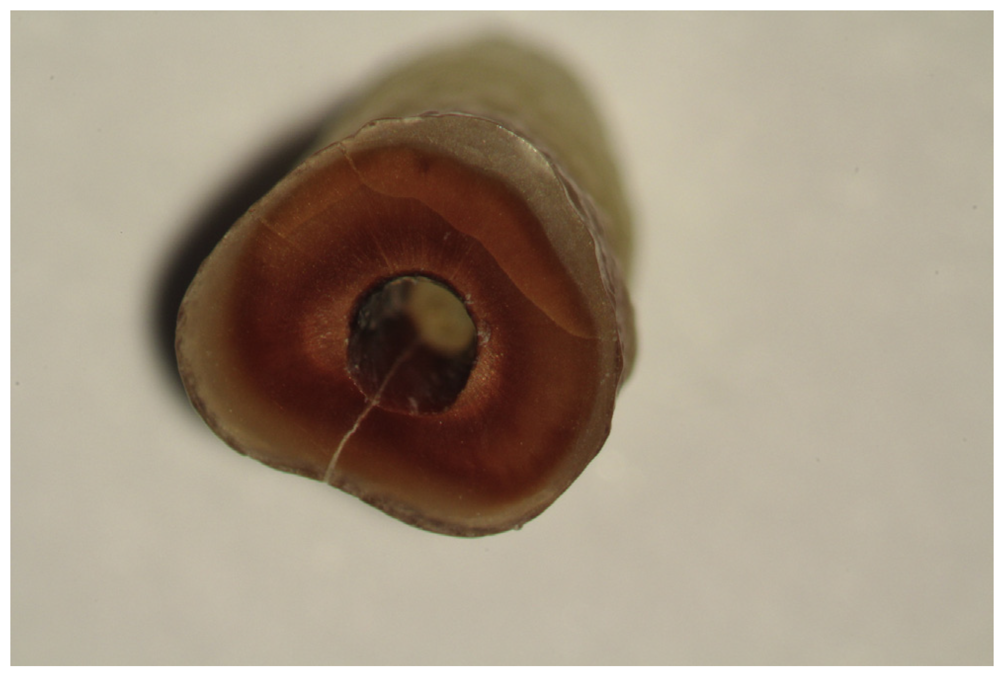 Medicina 53 00166 g002 Medicina 53 00166 g002