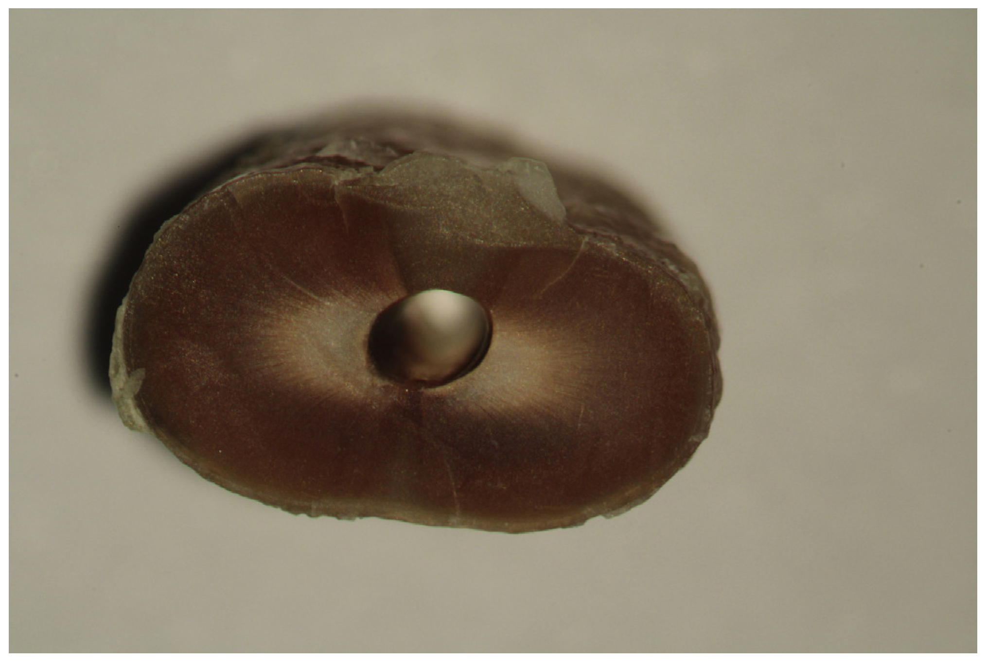 Medicina 53 00166 g003 Medicina 53 00166 g003