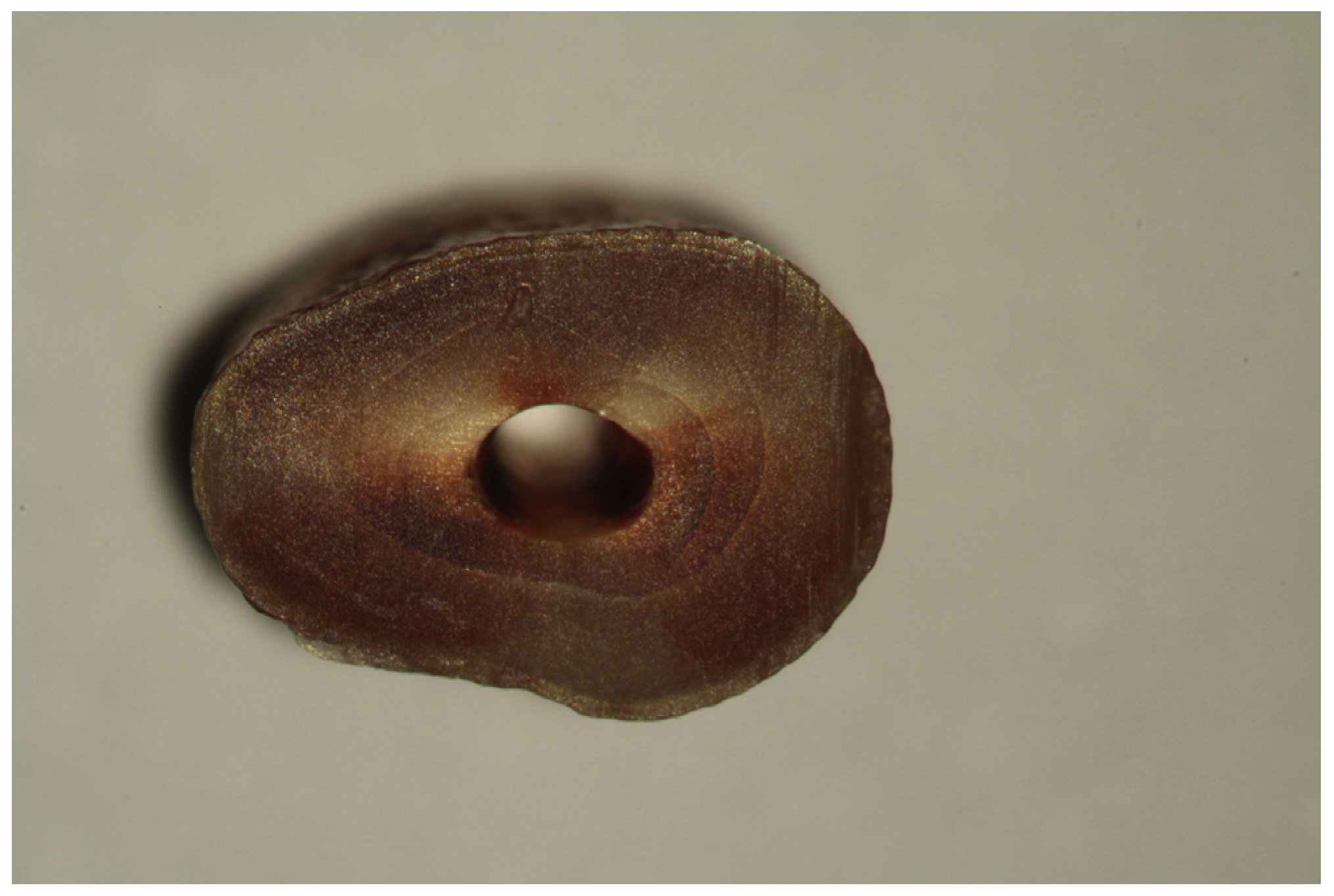 Medicina 53 00166 g004 Medicina 53 00166 g004