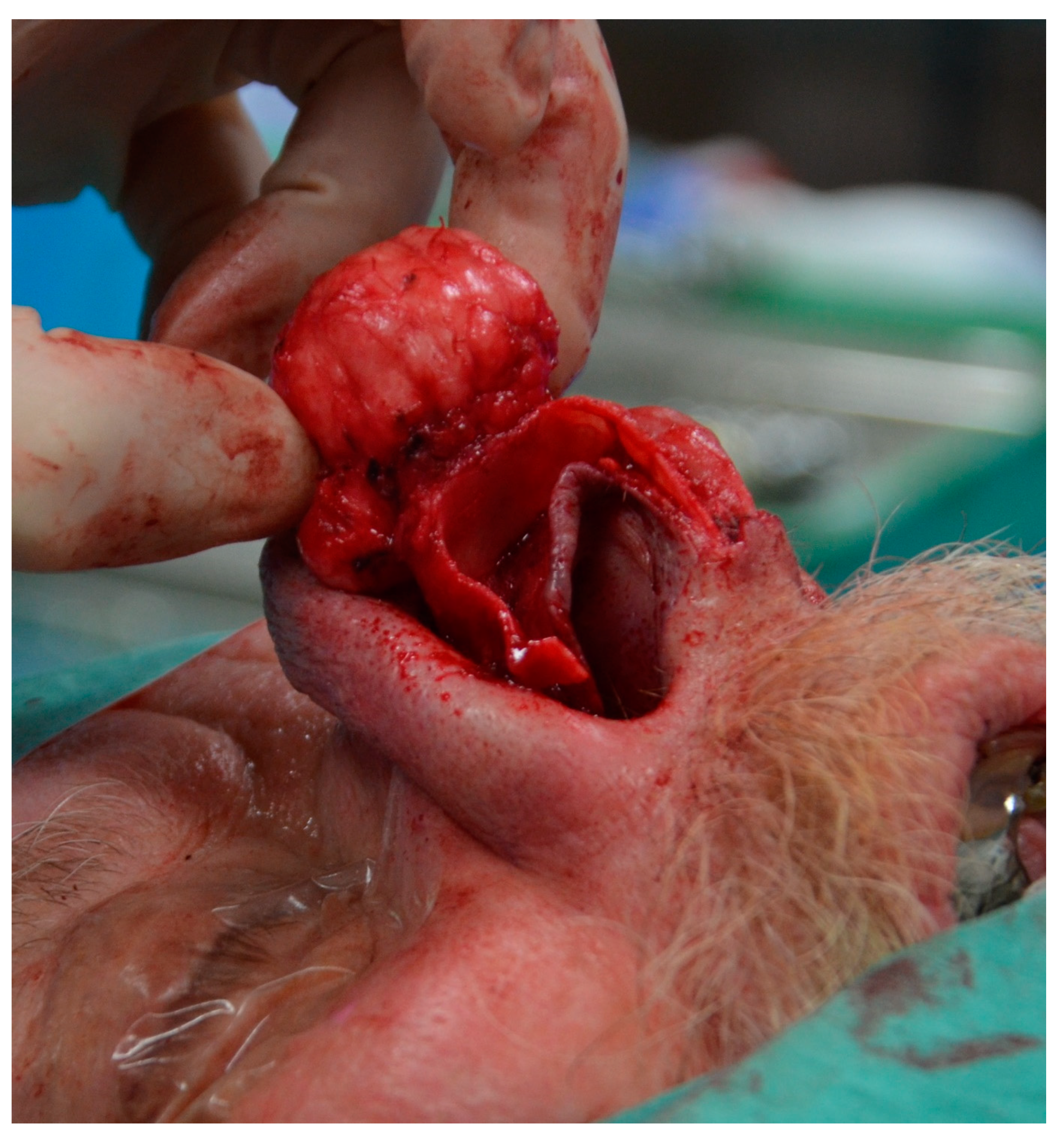 Medicina 55 00128 g003