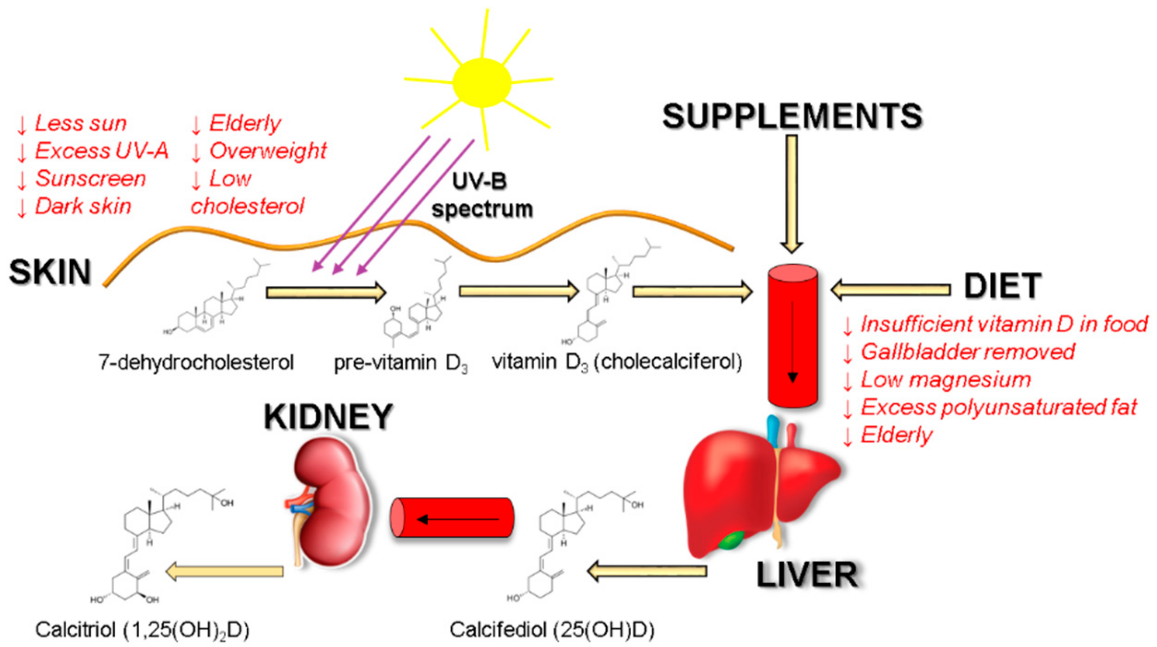 Vitamin absorption process