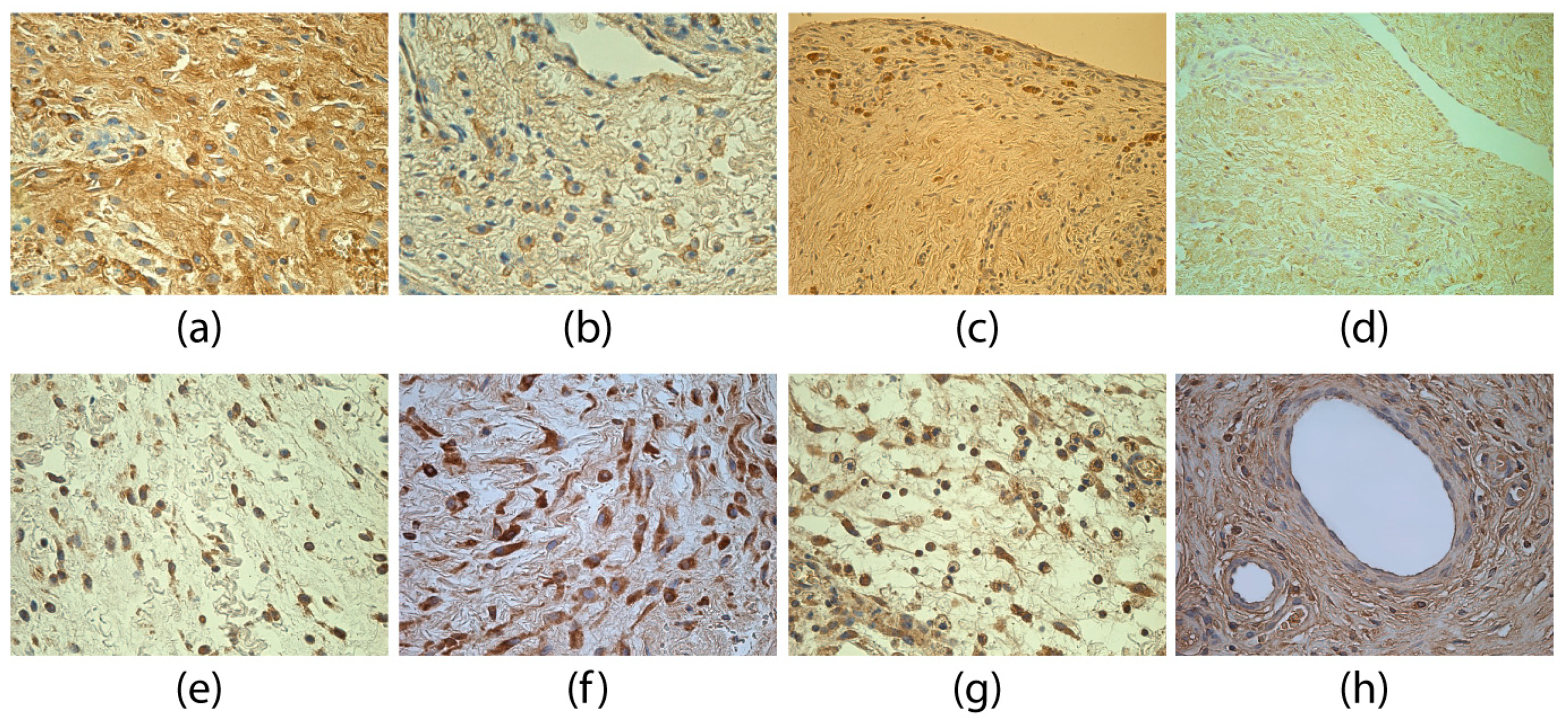 Medicina 55 00556 g002