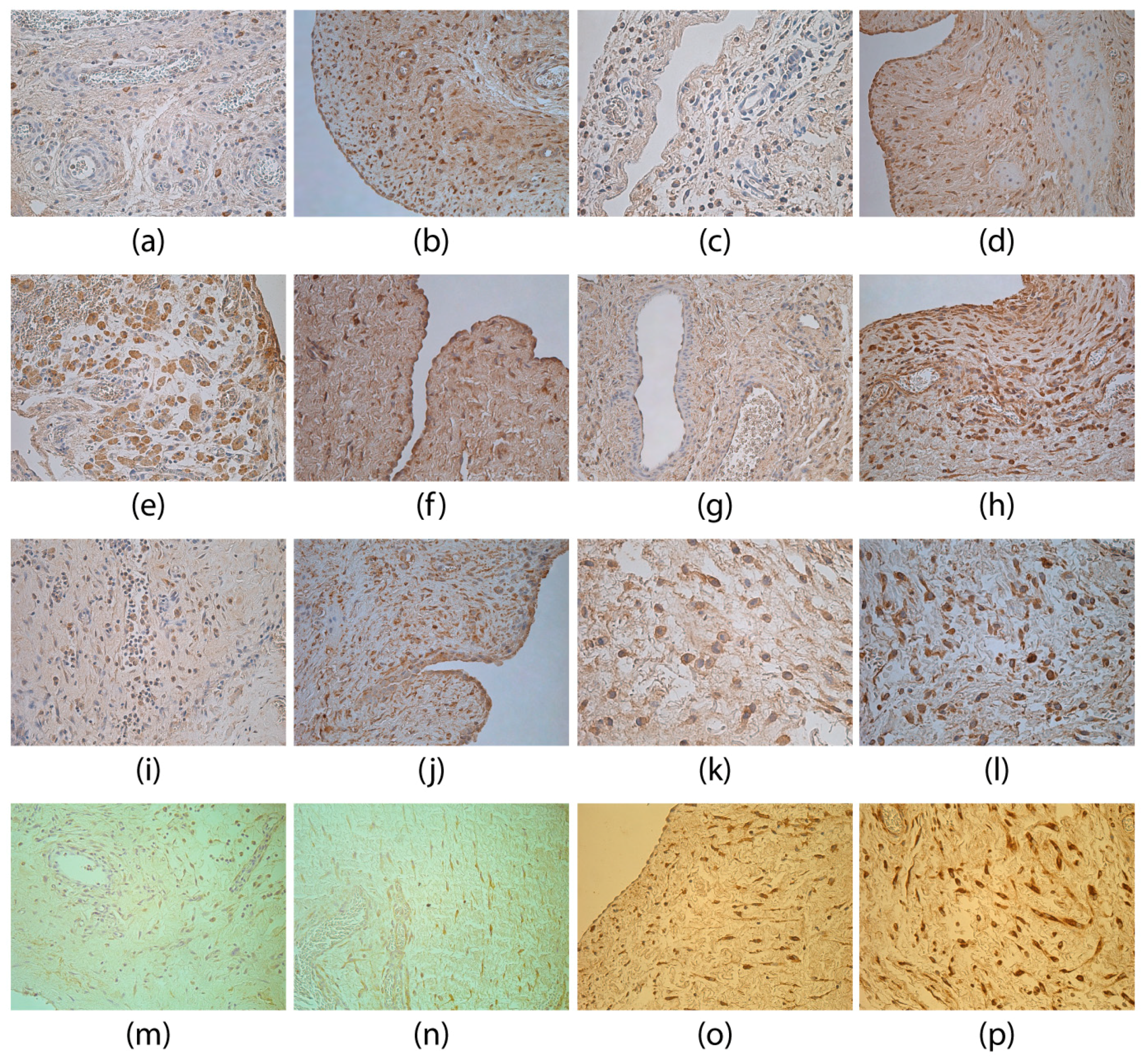 Medicina 55 00556 g004