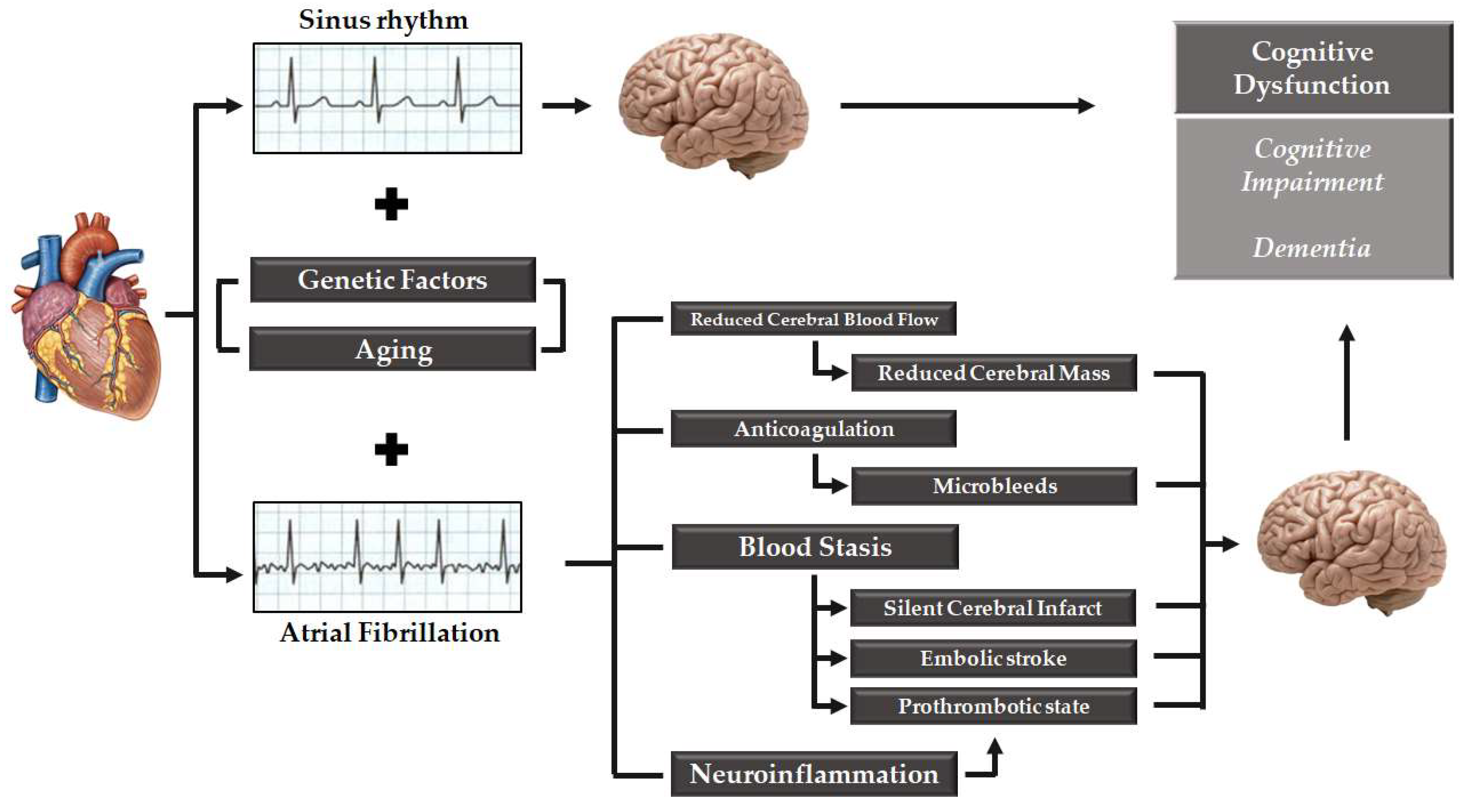 Medicina Free Full Text Cognitive Function and Atrial  