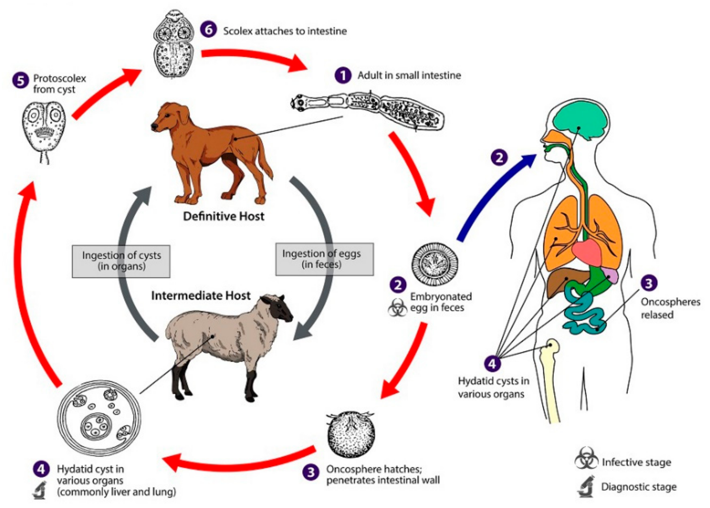 Почему если гладить зараженную эхинококком собаку. Жизненный цикл эхинококка схема. Эхинококкоз жизненный цикл схема. Эхинококкоз цикл развития. Echinococcus granulosus промежуточный хозяин.