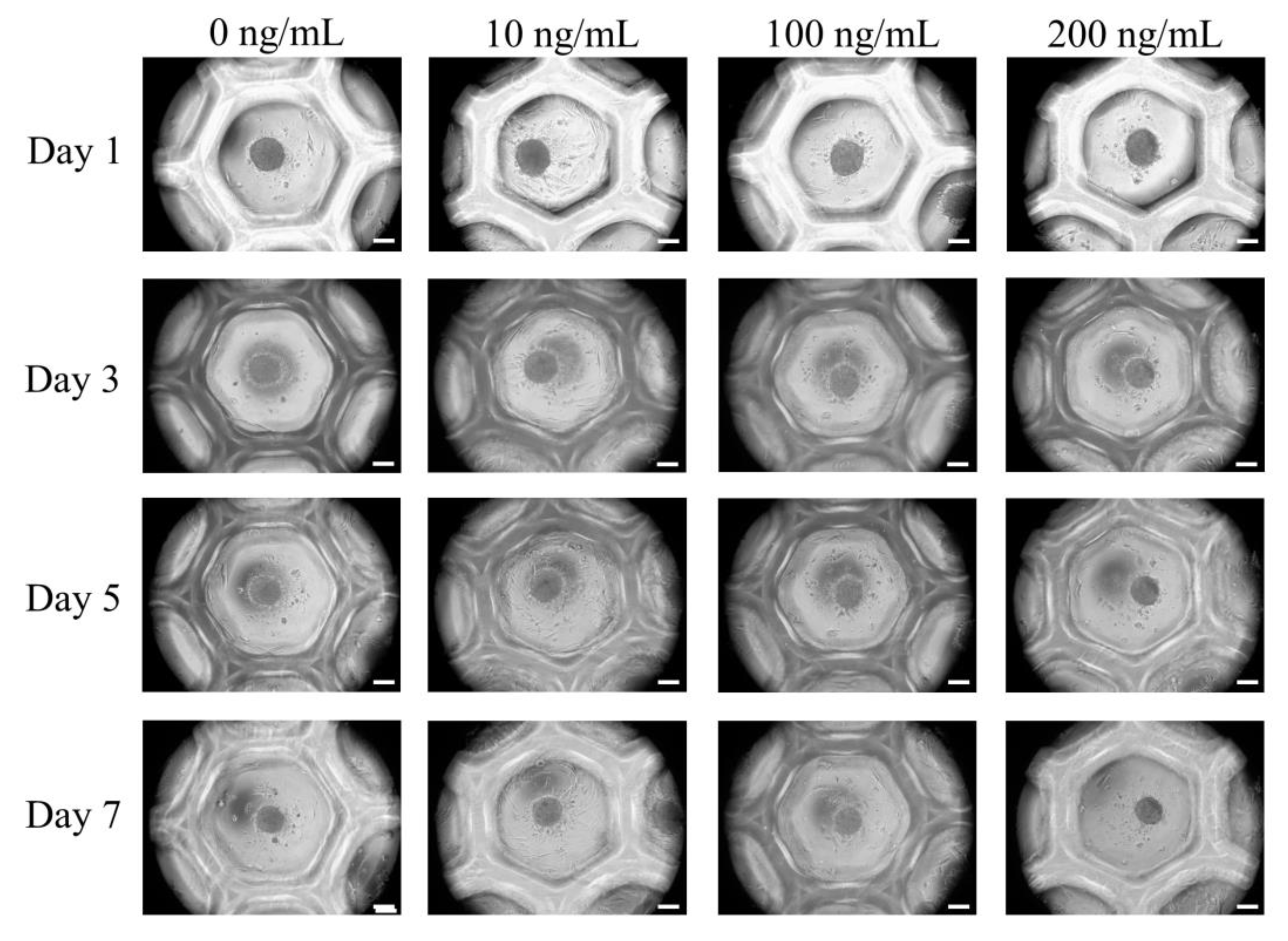 Medicina 56 00389 g002 Medicina 56 00389 g002