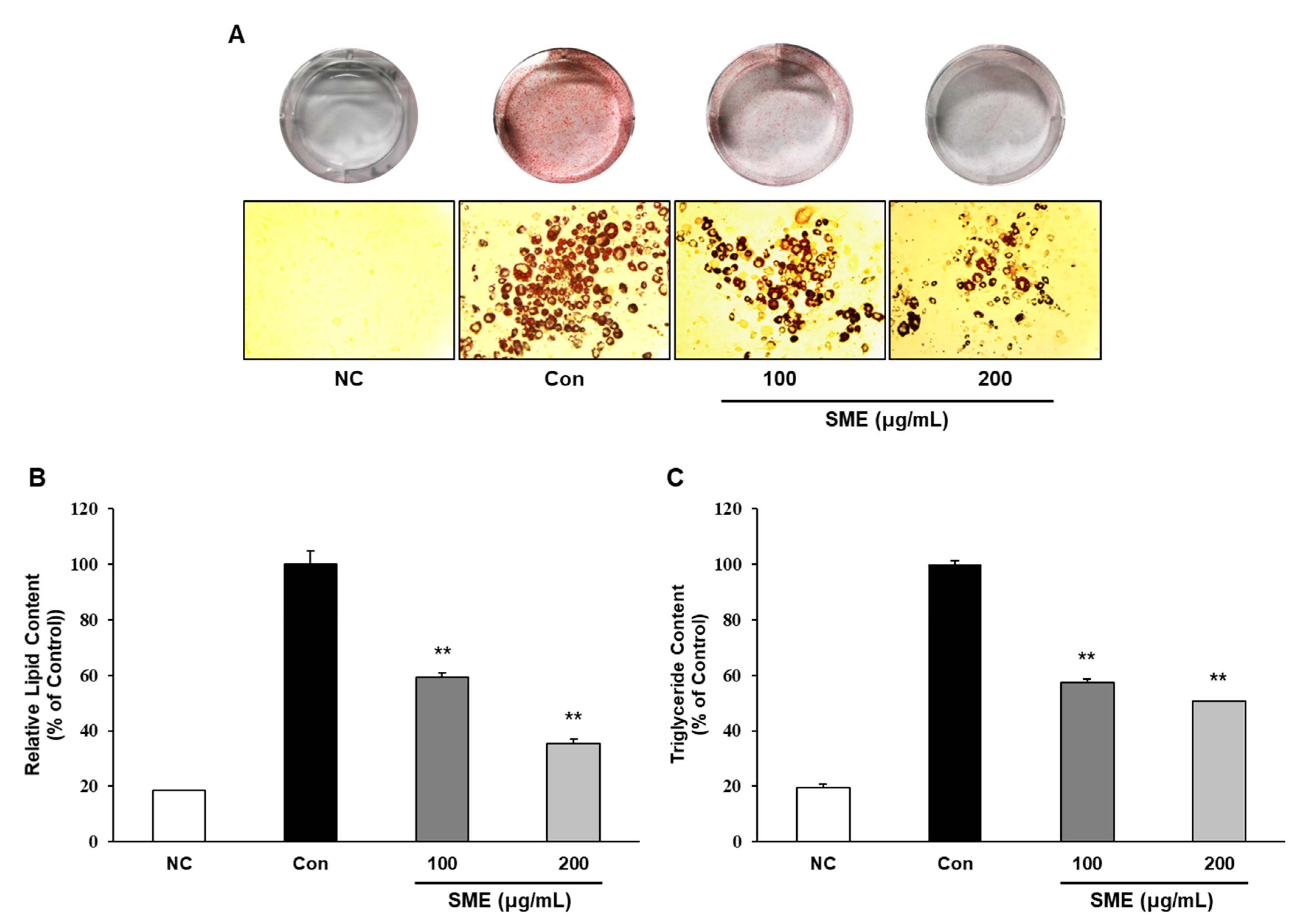 Medicina 56 00634 g002