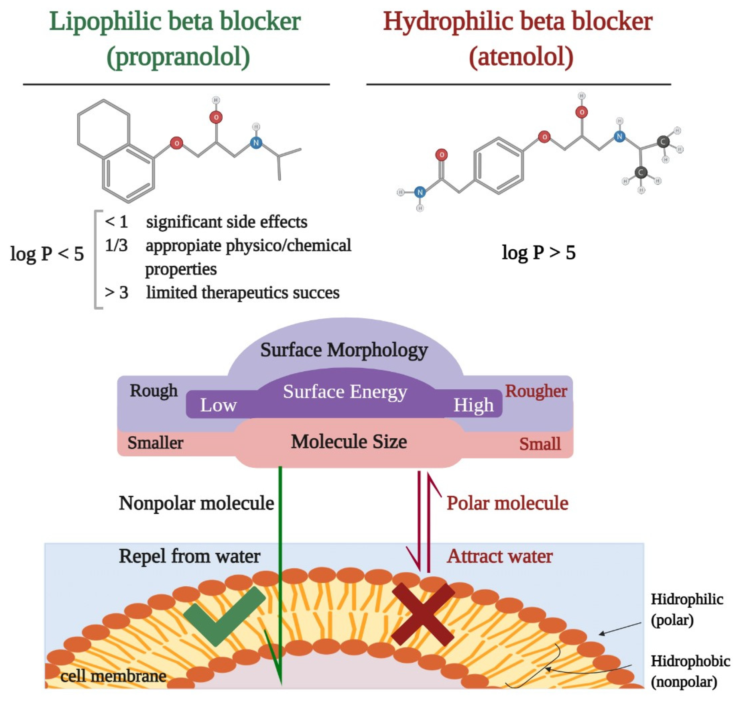 Medicina | Free Full-Text | Neuropsychiatric Consequences of Lipophilic Beta -Blockers
