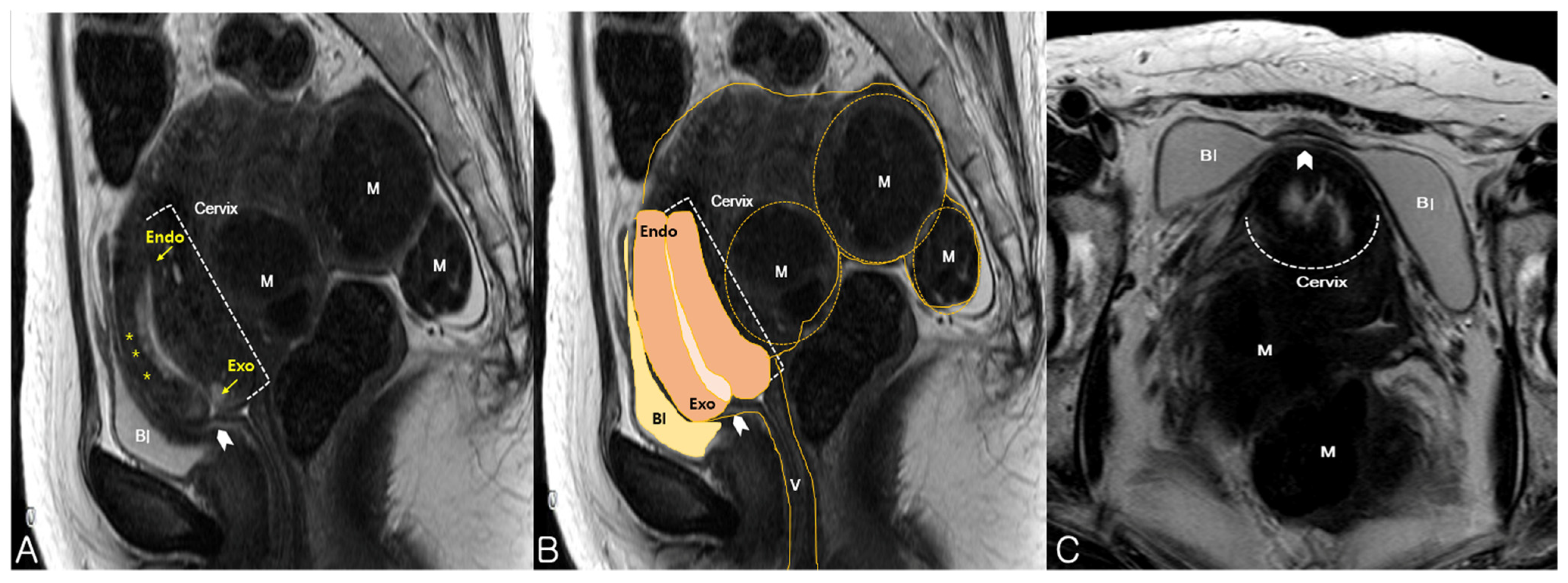 Medicina 57 00207 g002 Medicina 57 00207 g002
