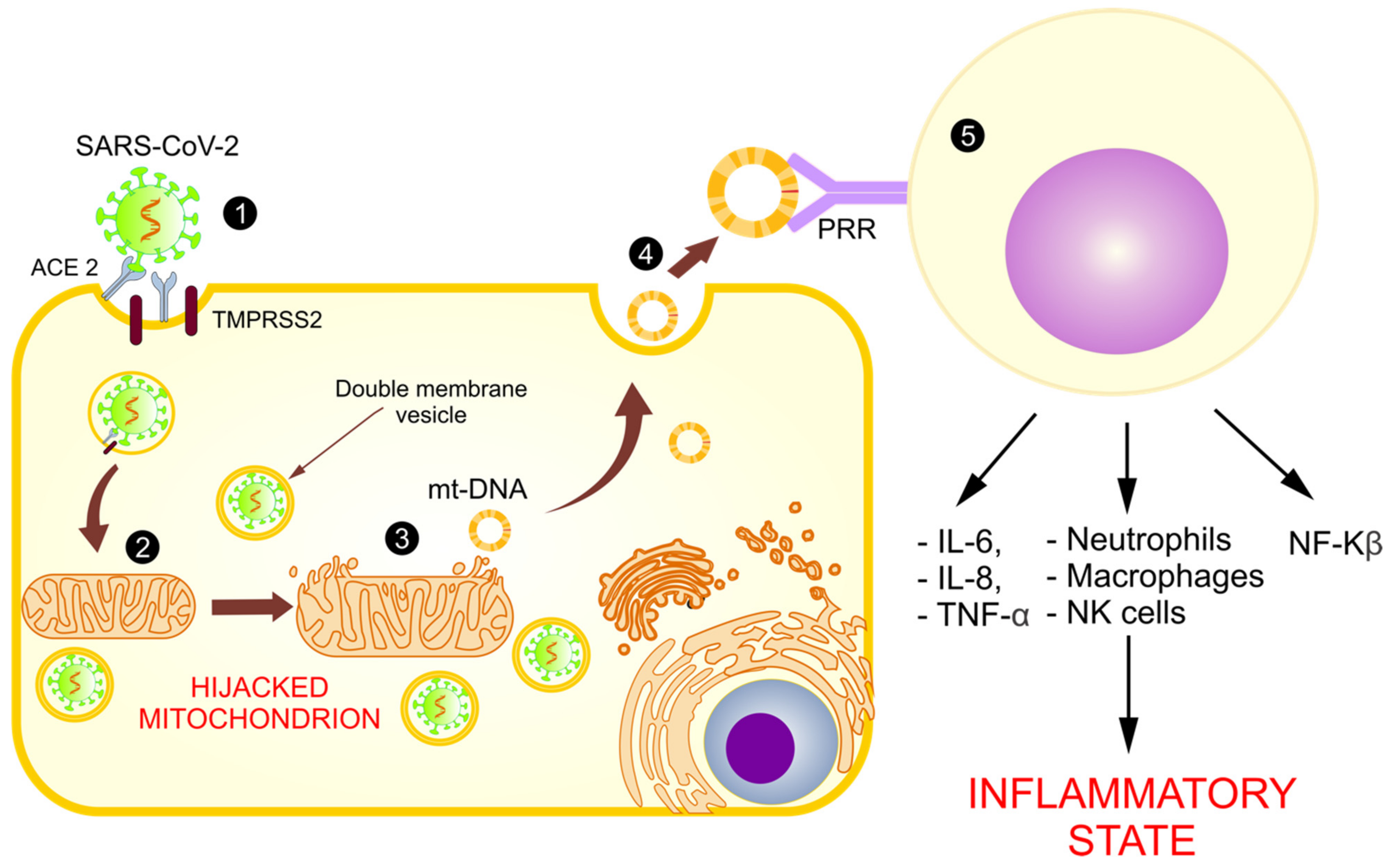 Medicina 57 00928 g004