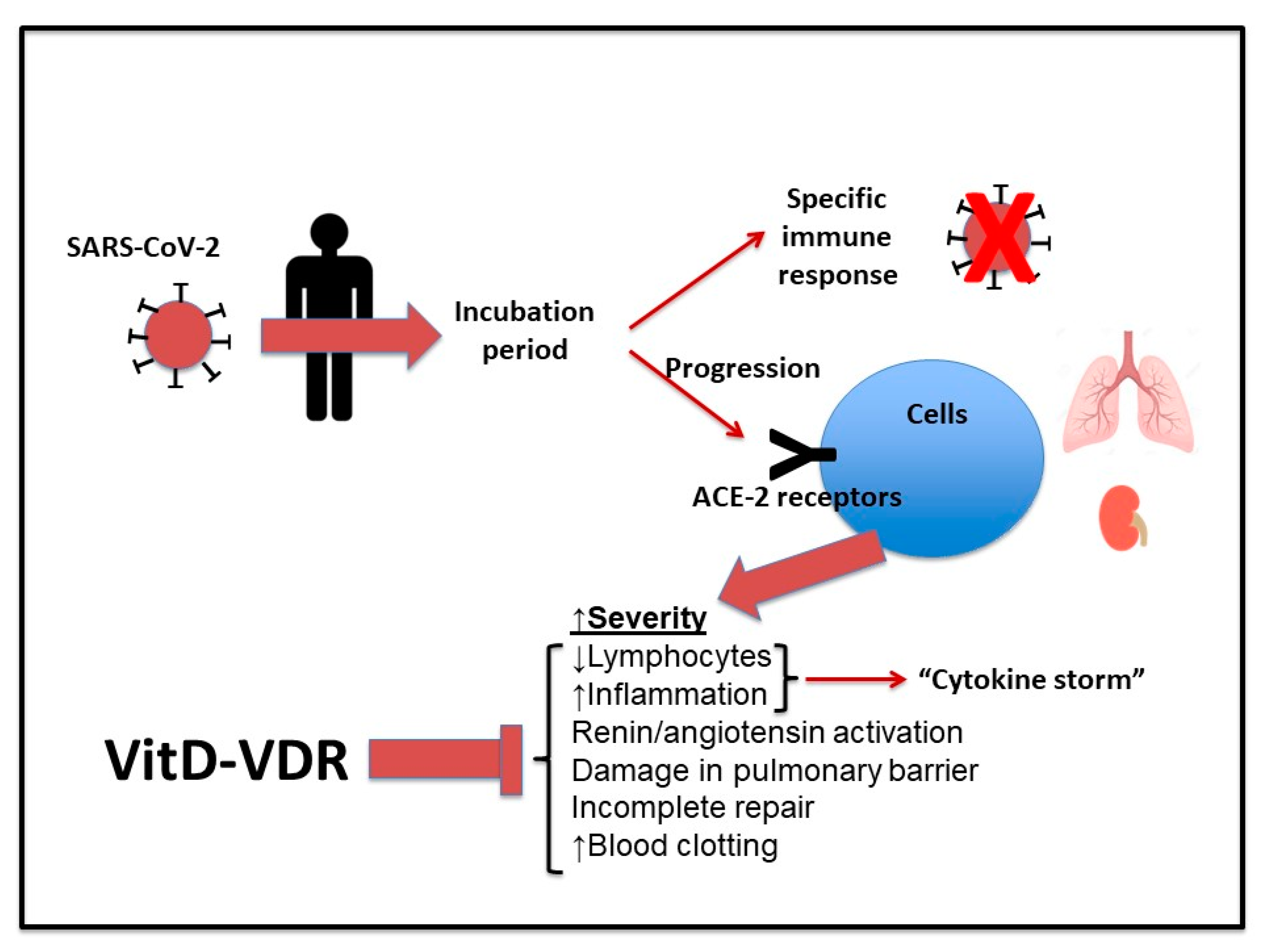 Medicina | Free Full-Text | The Immunomodulatory Function of Vitamin D,  with Particular Reference to SARS-CoV-2