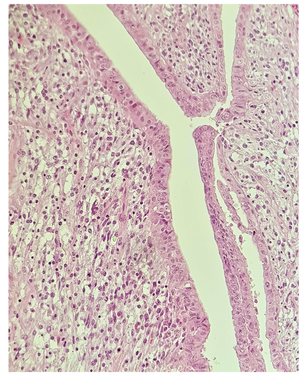 Medicina 58 00036 g002 Medicina 58 00036 g002