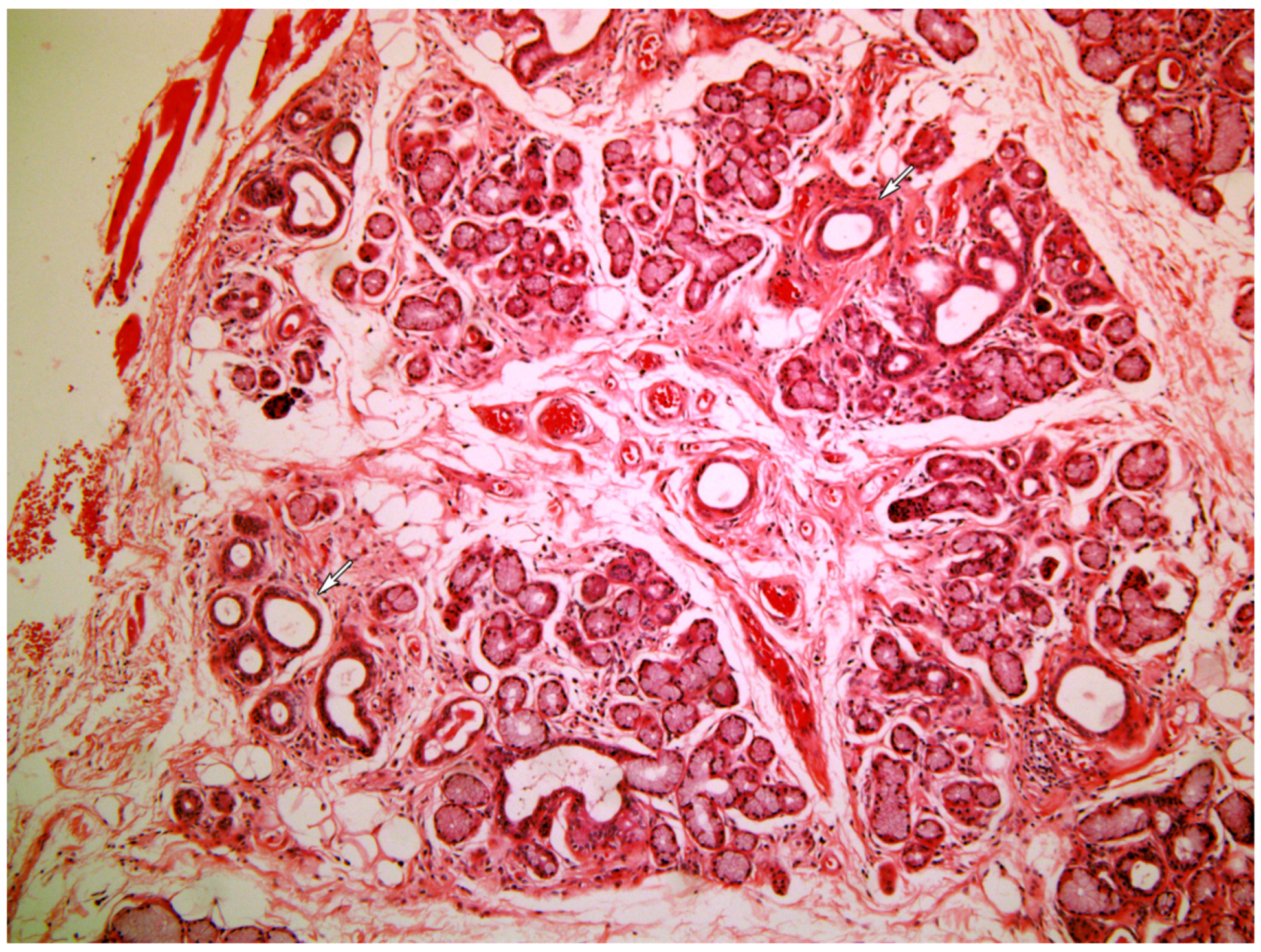 Medicina 58 00175 g003