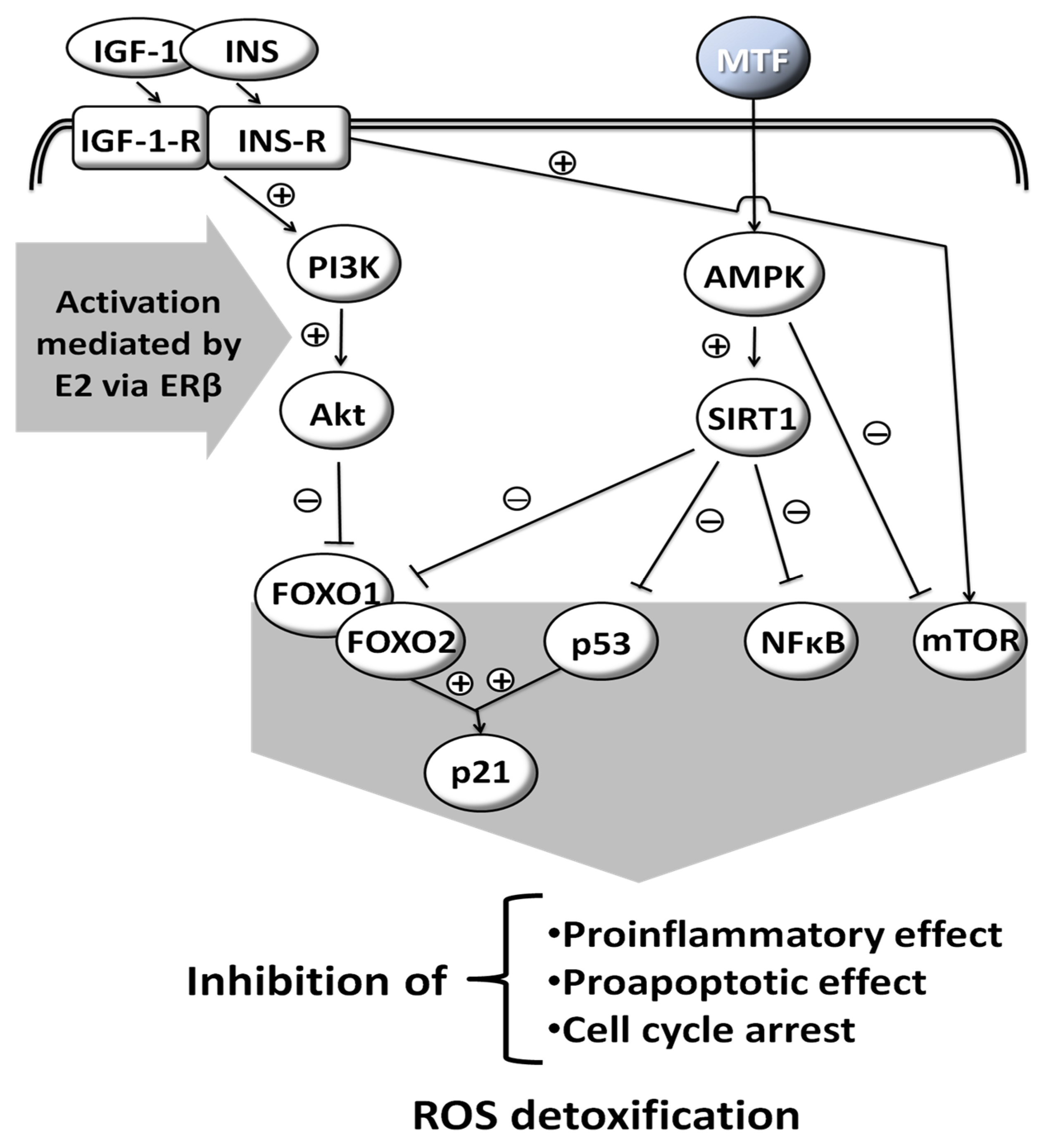 Medicina Free Full Text Metformin Sex Gender Differences In Its Uses And Effects—narrative