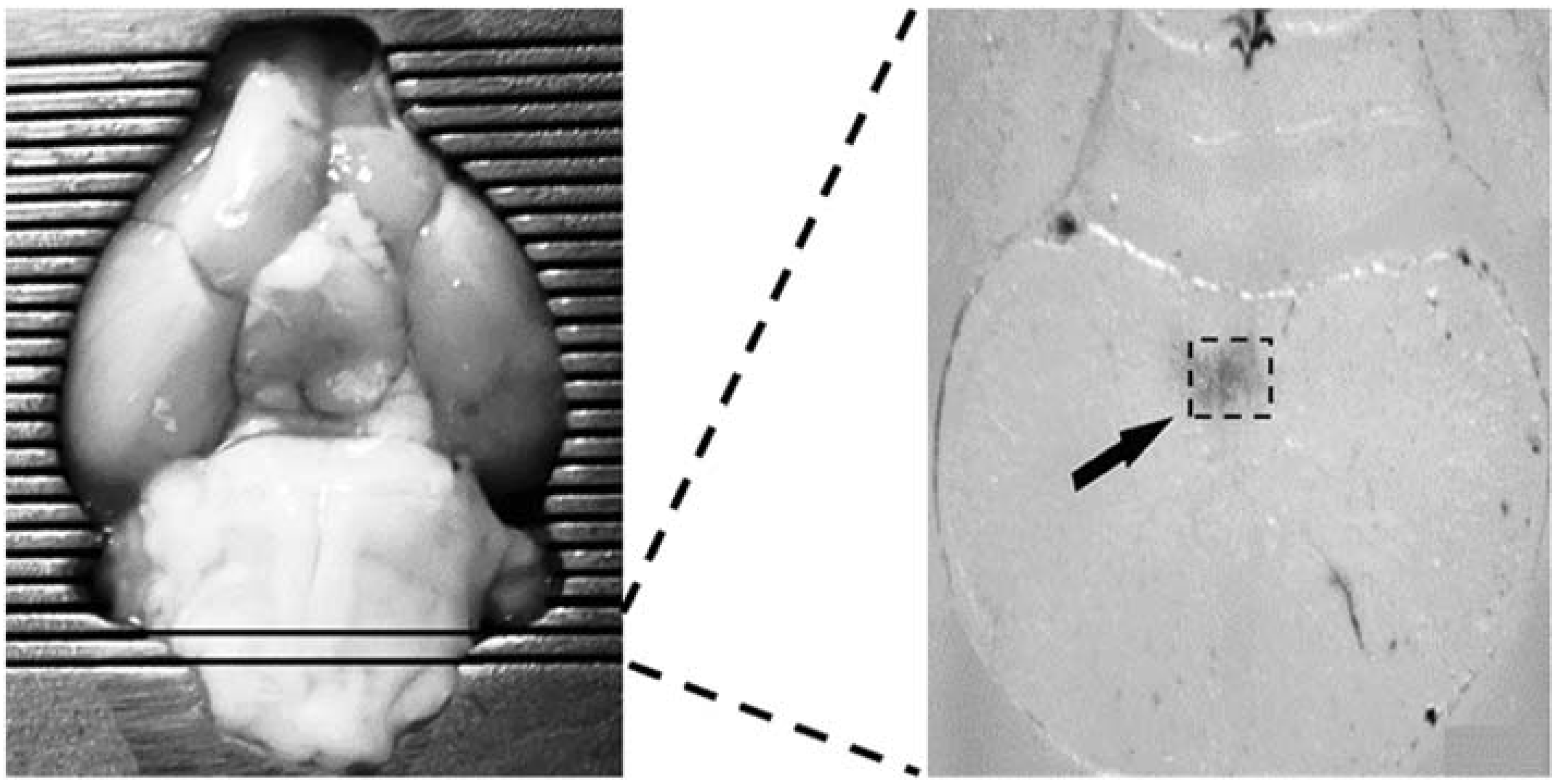 Medicina 58 00550 g002 Medicina 58 00550 g002