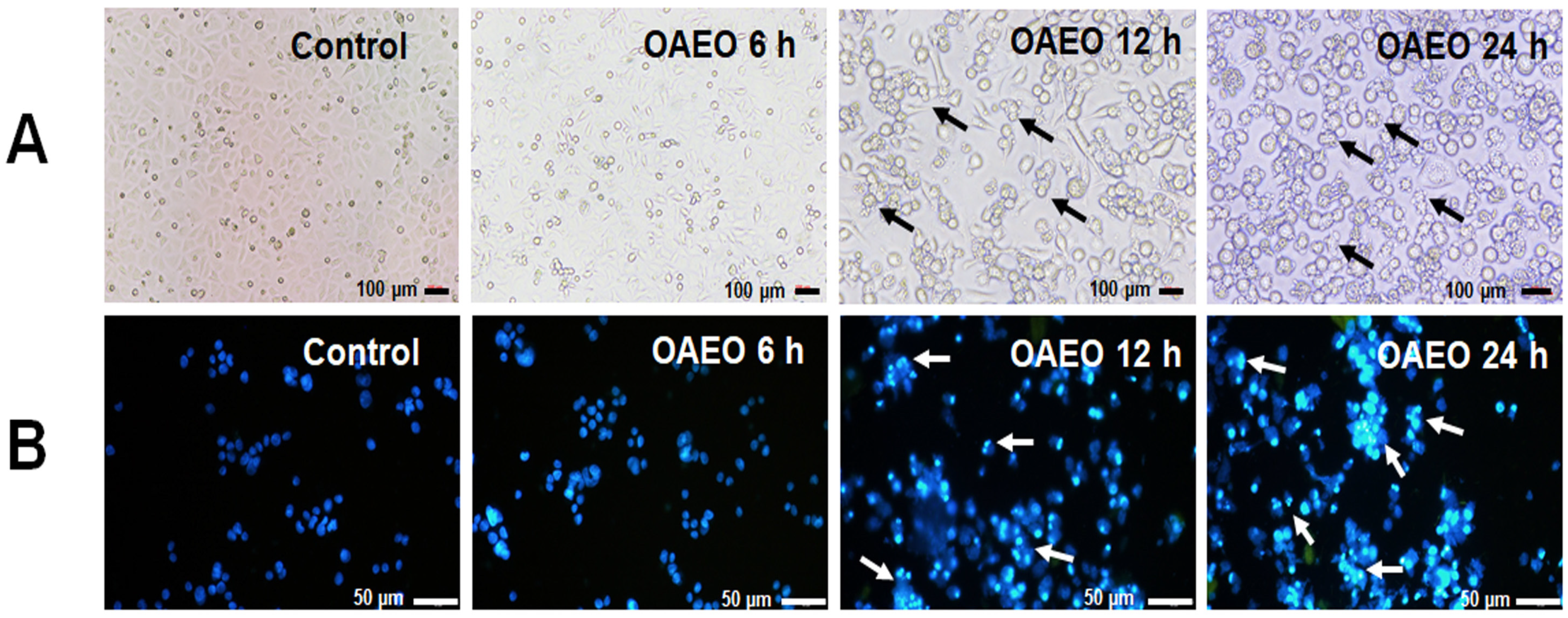 Medicina 58 00799 g004