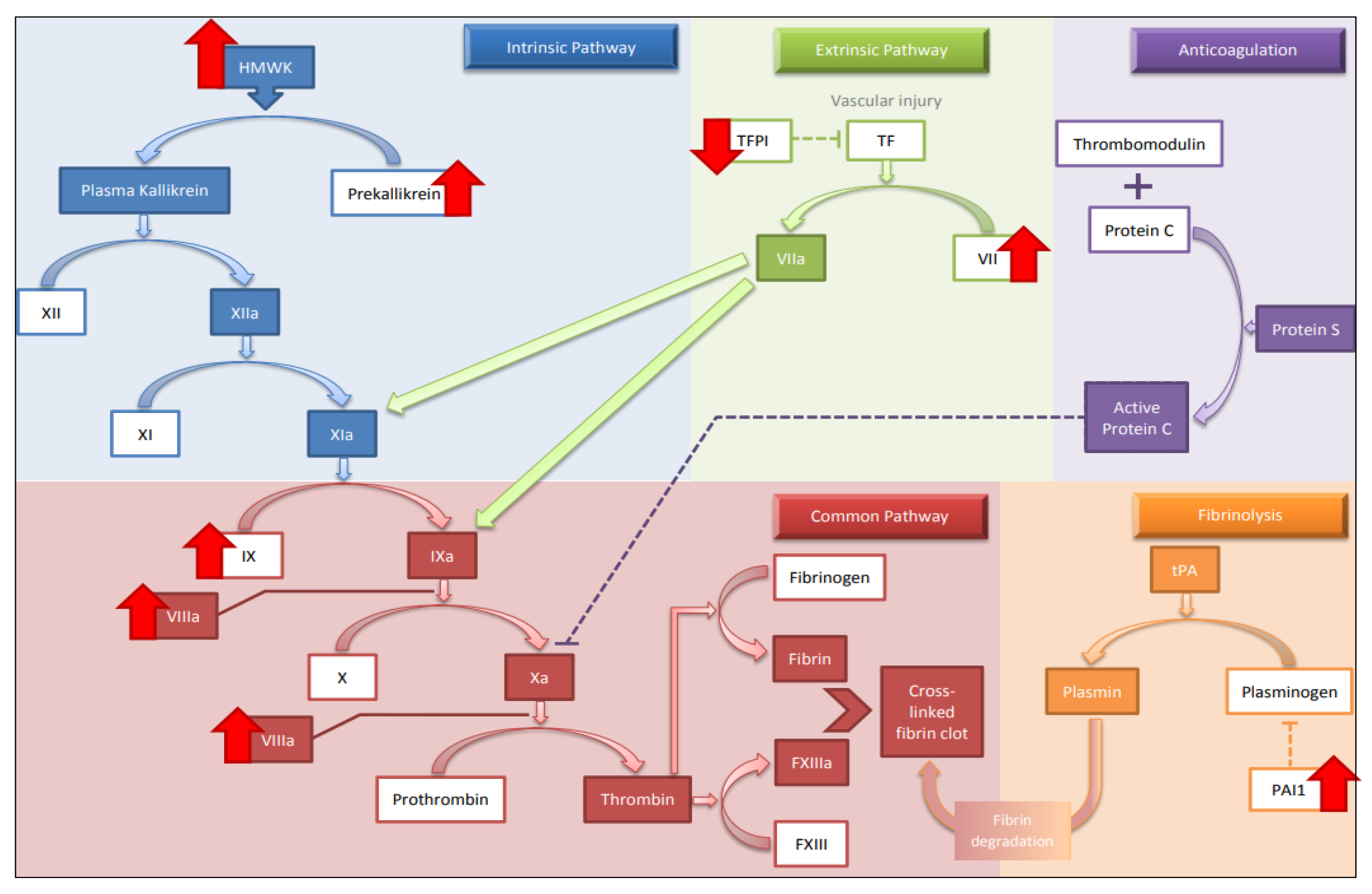 Medicina 58 01078 g002 Medicina 58 01078 g002