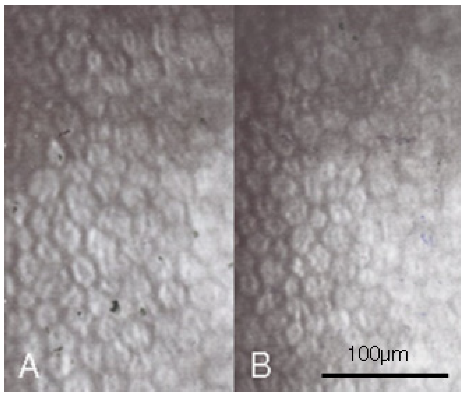 Medicina 58 01367 g001 Medicina 58 01367 g001