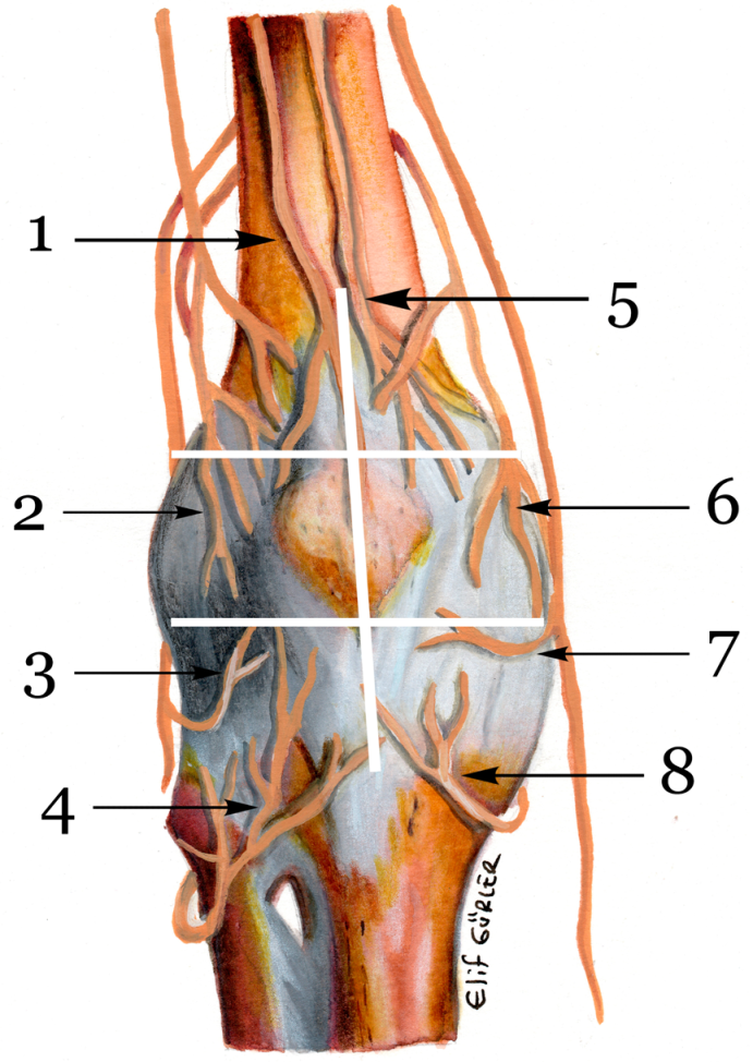 Medicina 58 01369 g002 Medicina 58 01369 g002