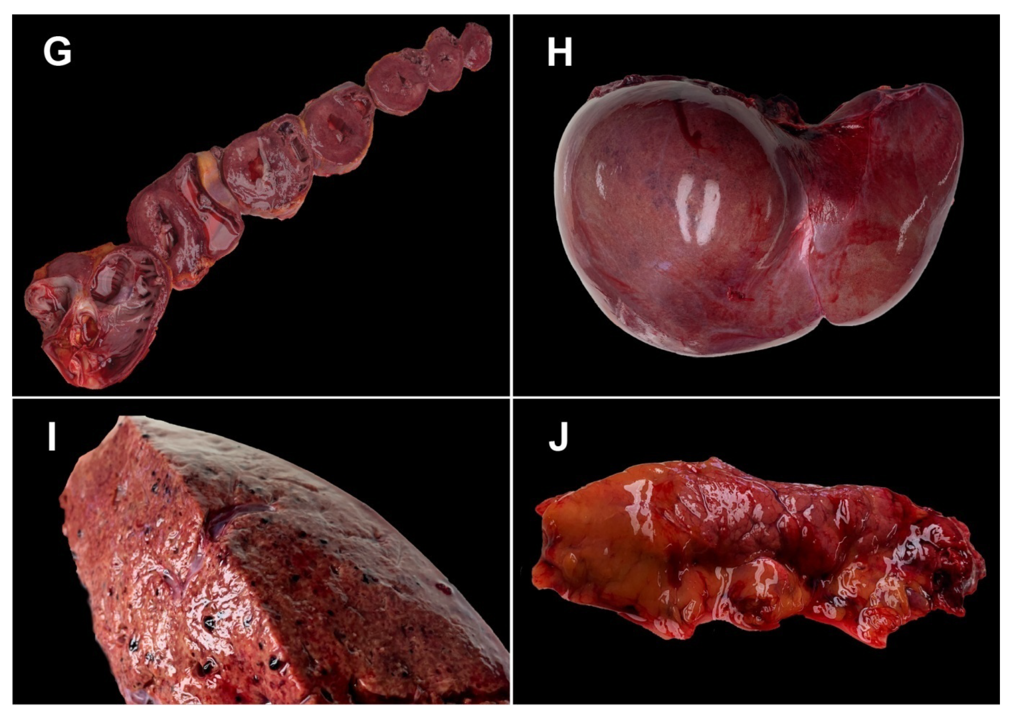 Medicina 58 01373 g001b Medicina 58 01373 g001b