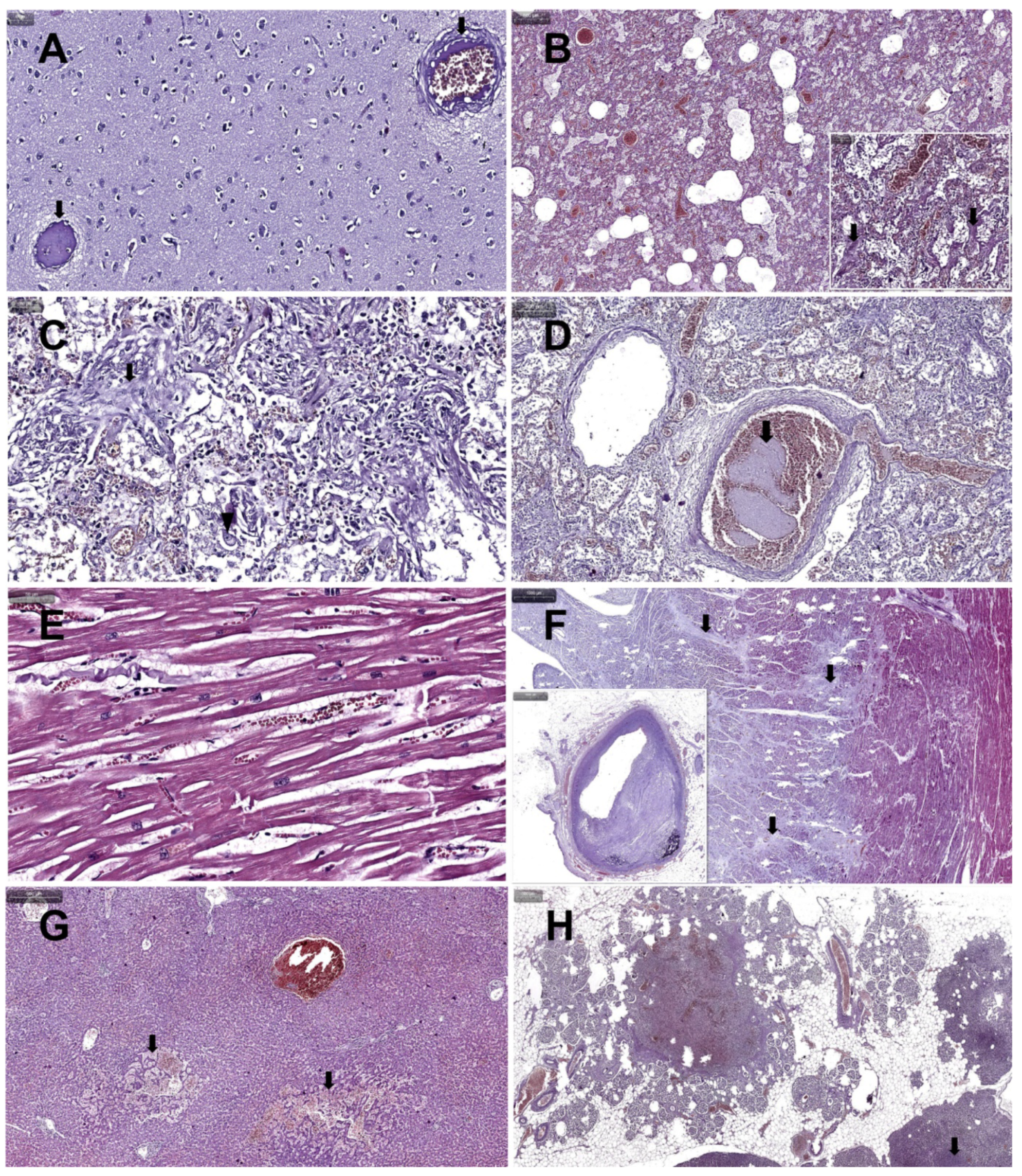 Medicina 58 01373 g002 Medicina 58 01373 g002