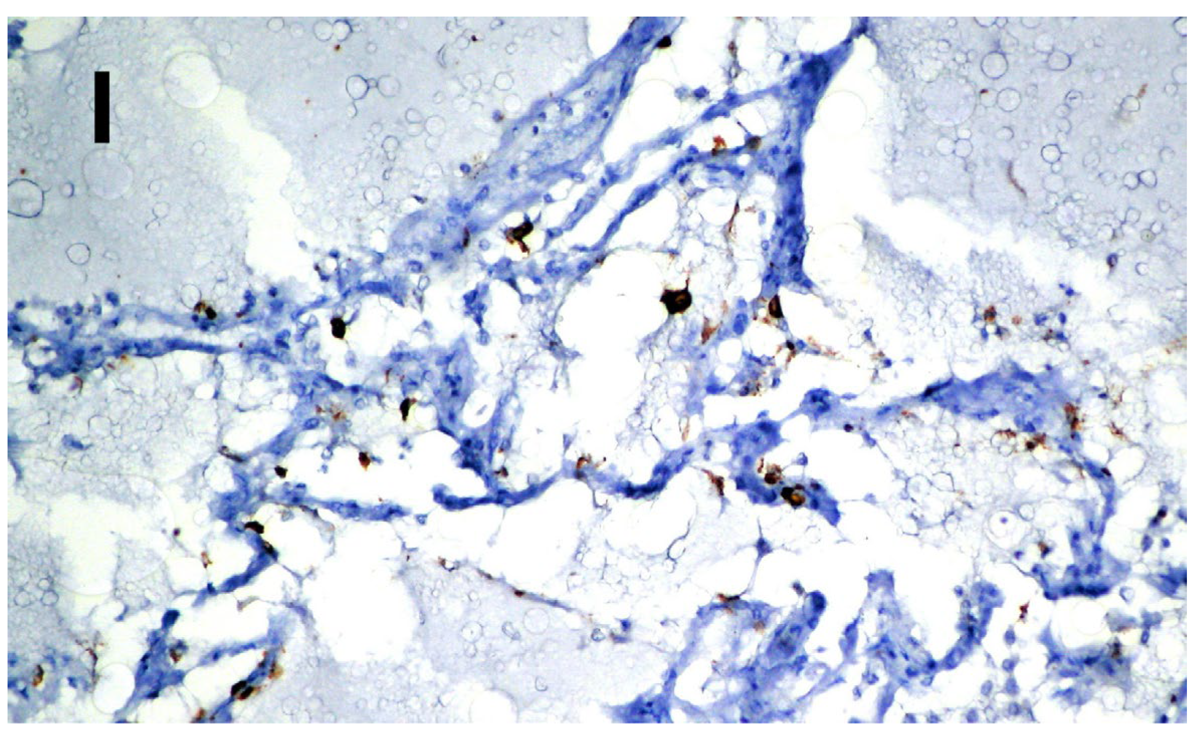 Medicina 58 01373 g003b Medicina 58 01373 g003b