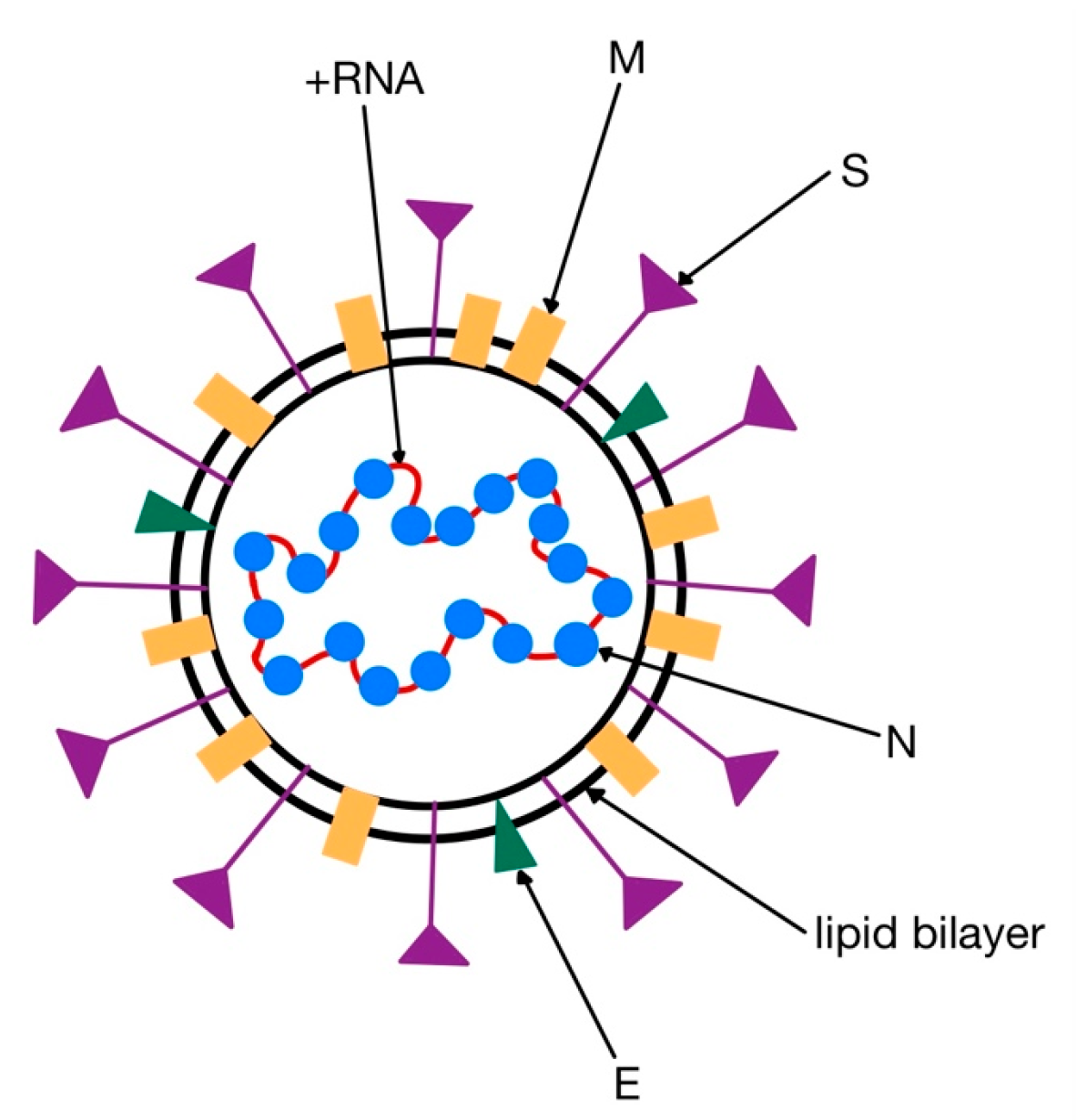 Medicina | Free Full-Text | The RAAS Axis and SARS-CoV-2: From Oral to ...