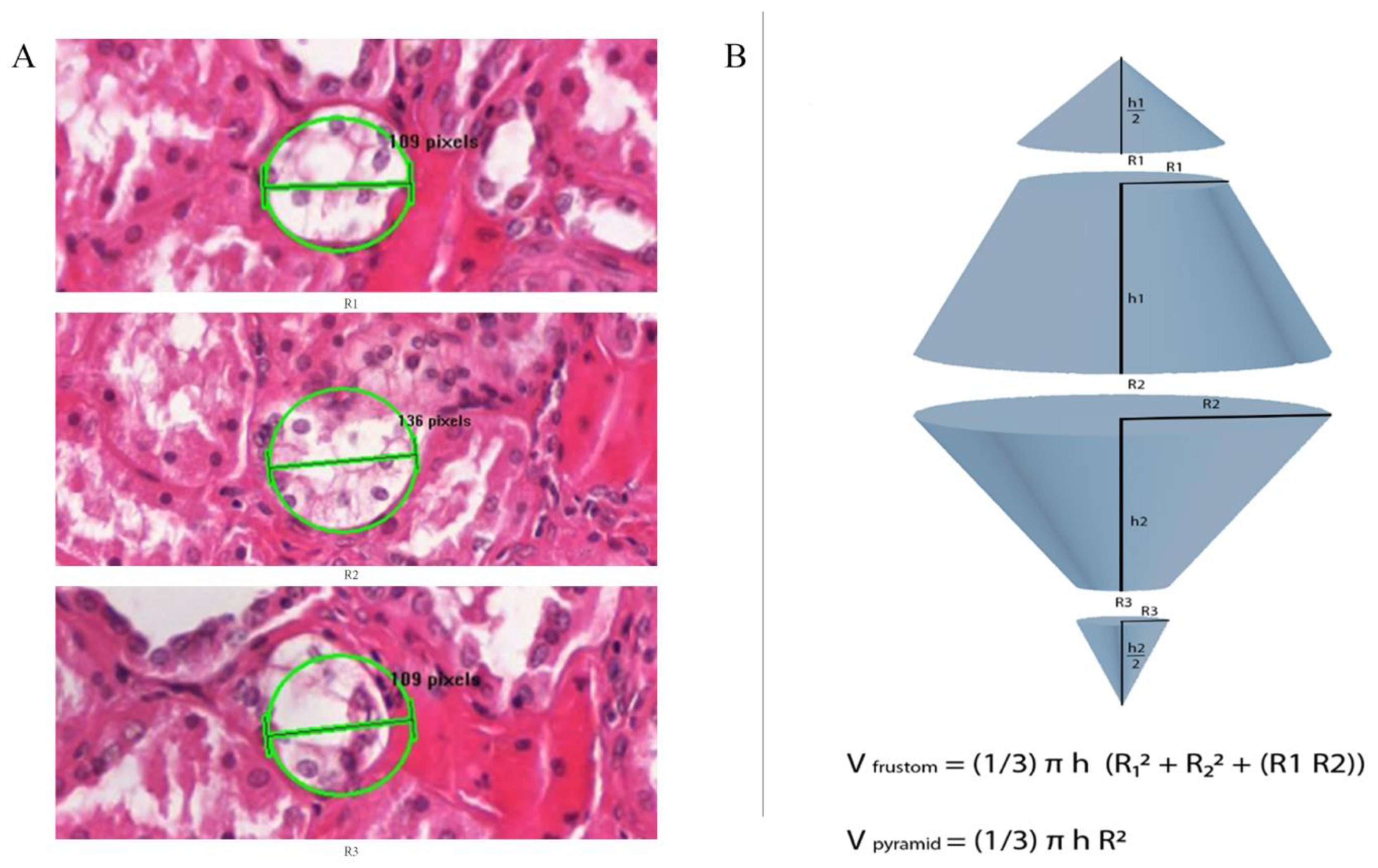 Medicina 58 01725 g002 Medicina 58 01725 g002