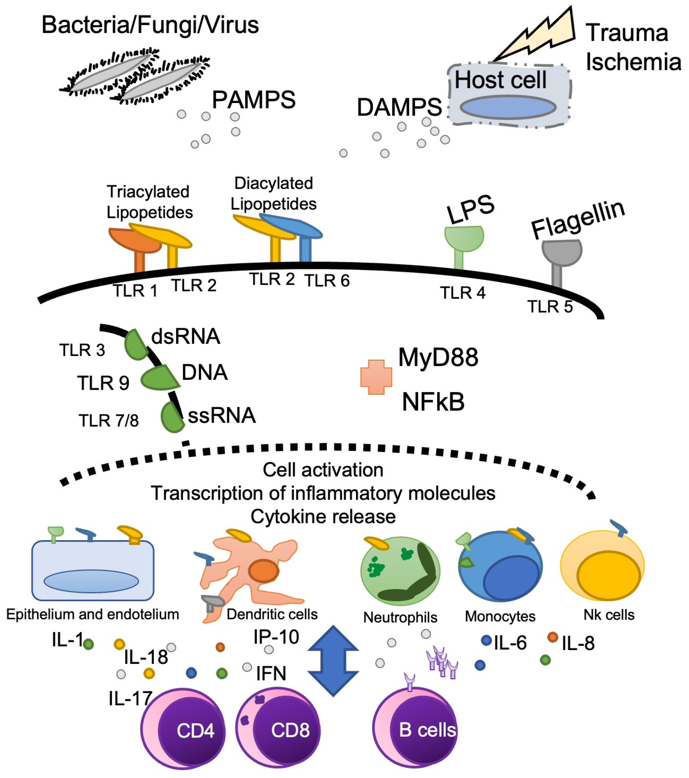 Medicina 59 00061 g002 Medicina 59 00061 g002