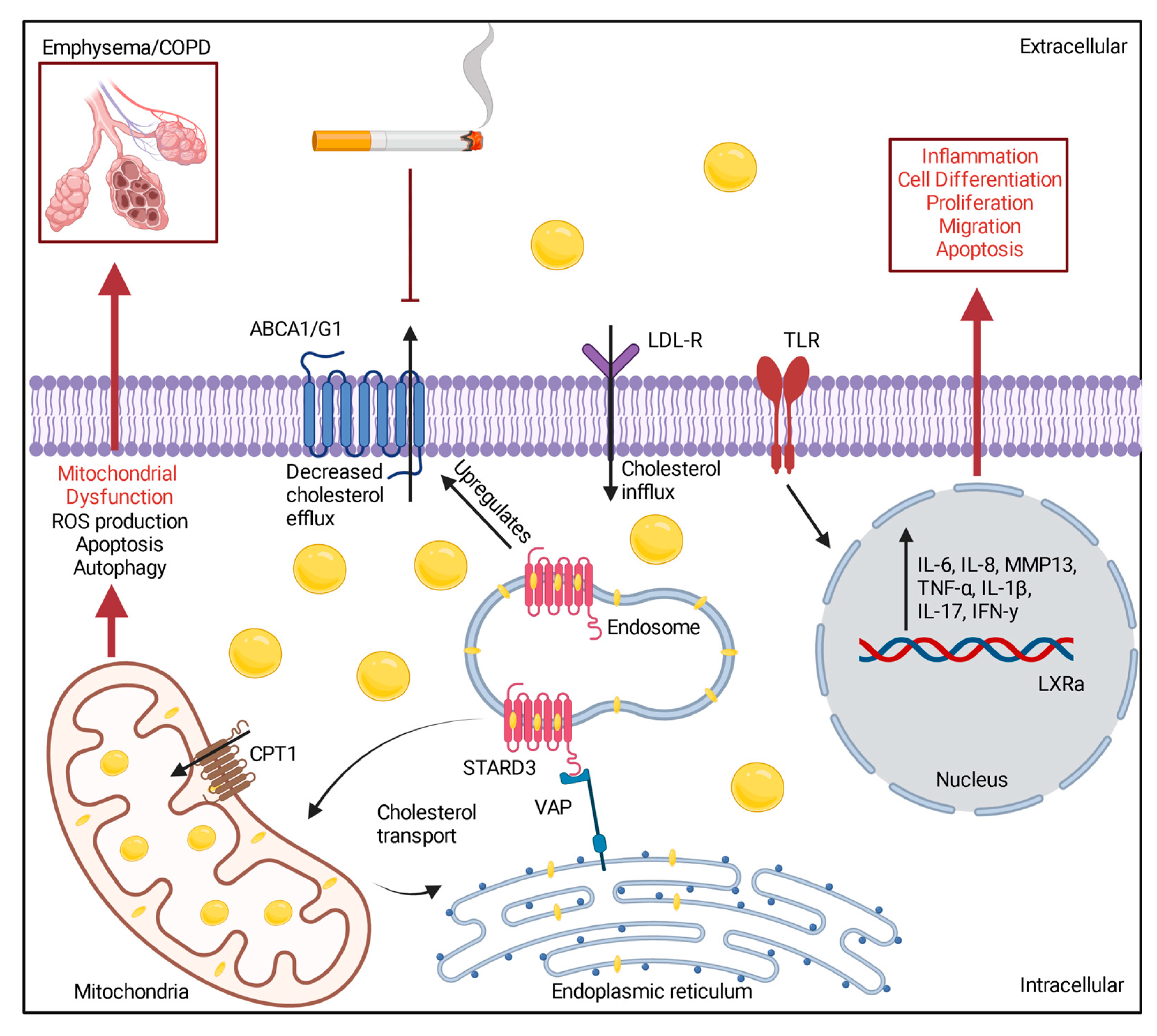 Medicina 59 00253 g001