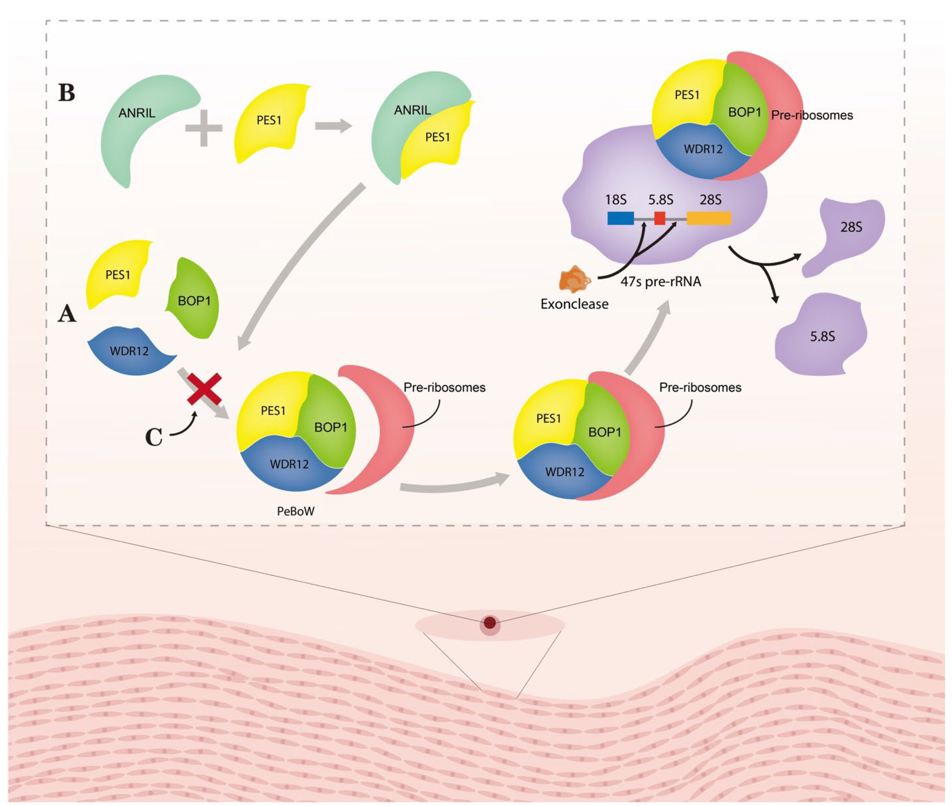 Medicina 59 01461 g001