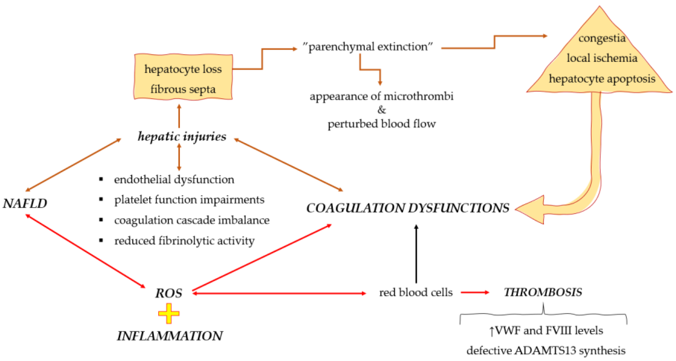 Medicina | Free Full-Text | Coagulation Dysfunctions in Non-Alcoholic ...