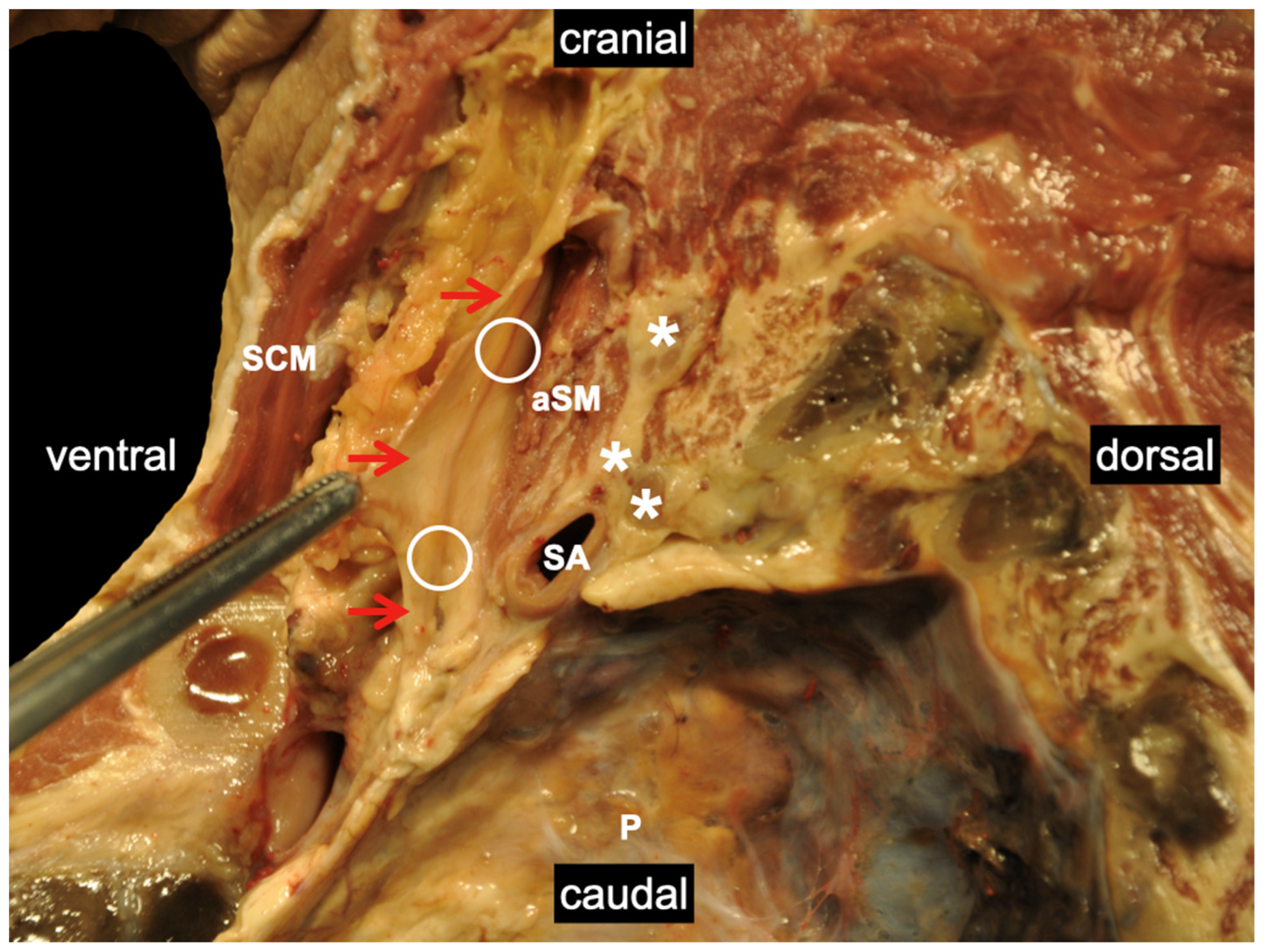 Medicina 60 00233 g005