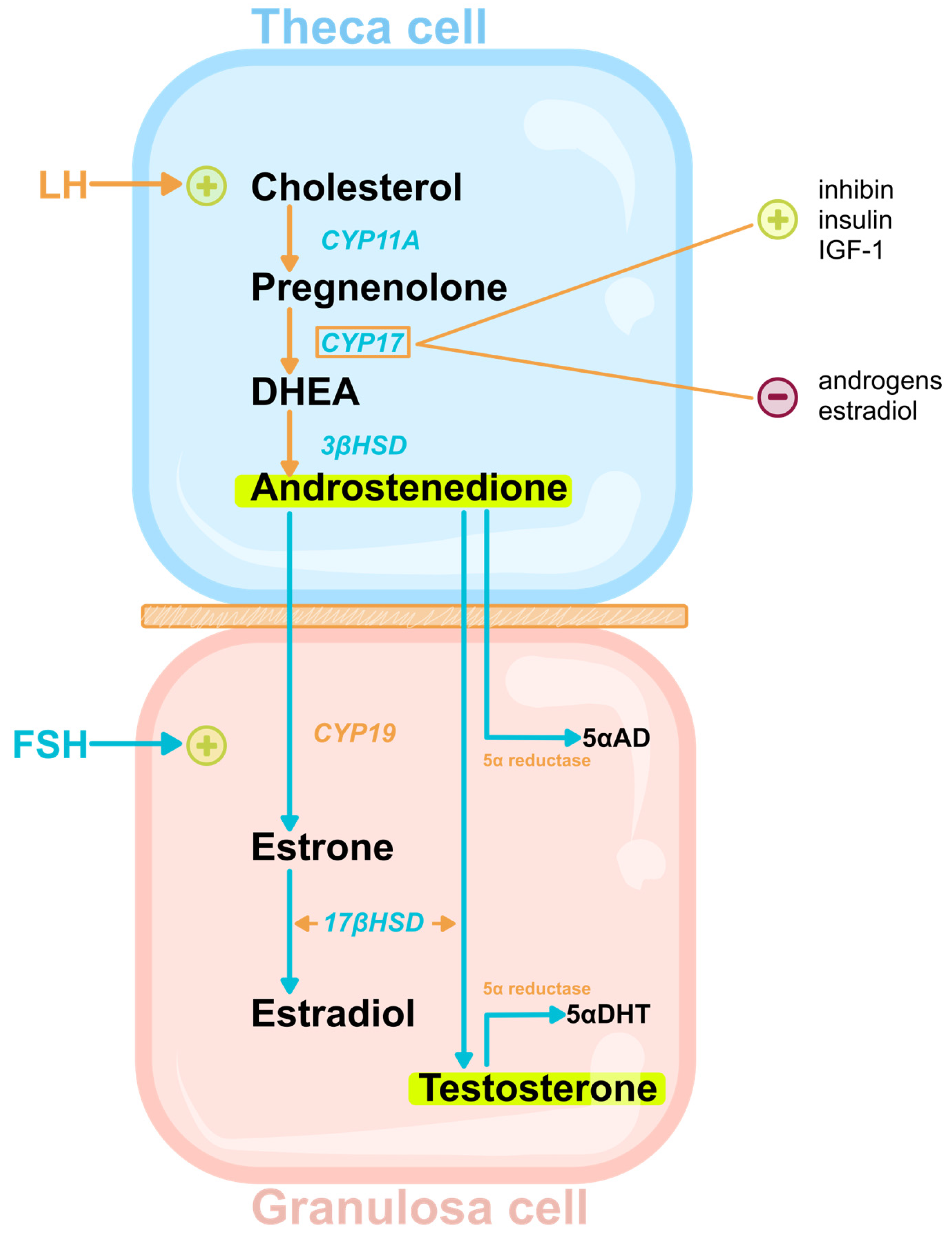Medicina 60 00244 g001