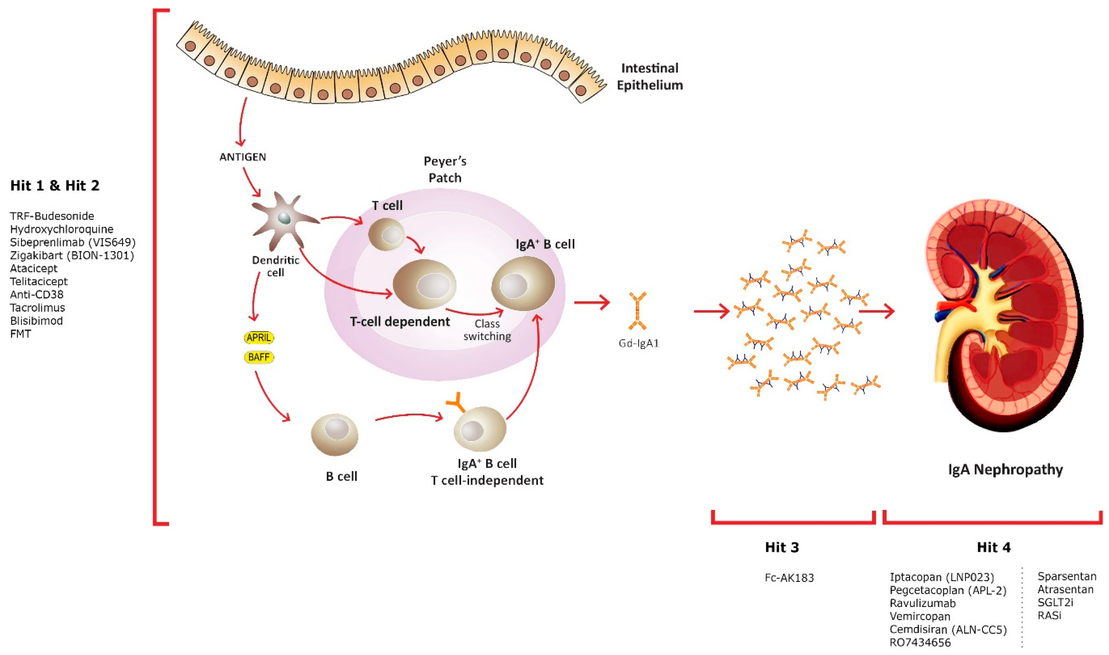 Medicina 60 00274 g001