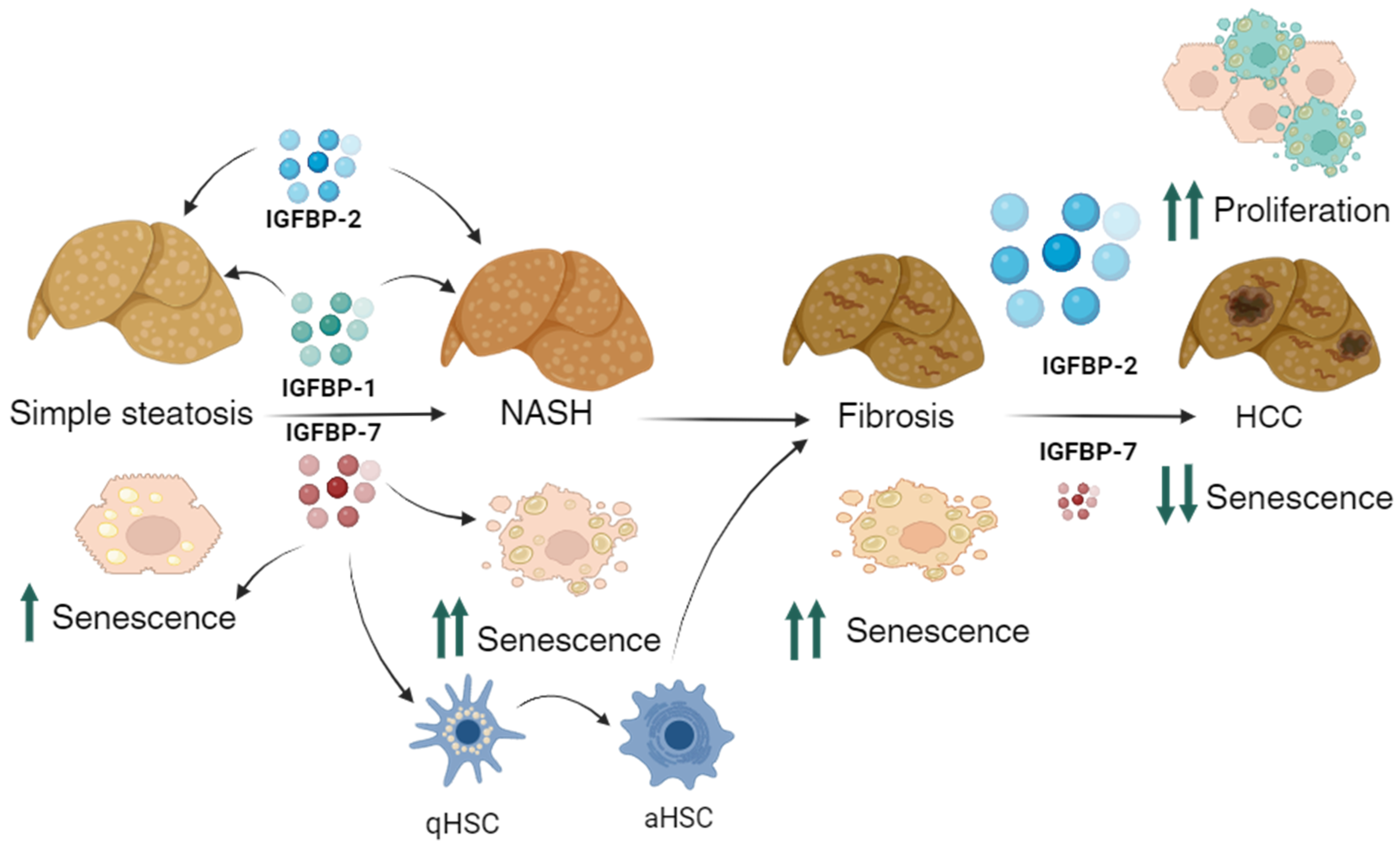 Medicina 60 00429 g006