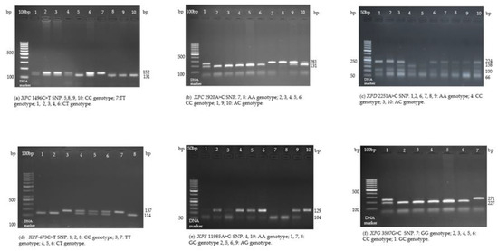 Medicina | Free Full-Text | The Role of DNA Repair (XPC, XPD, XPF