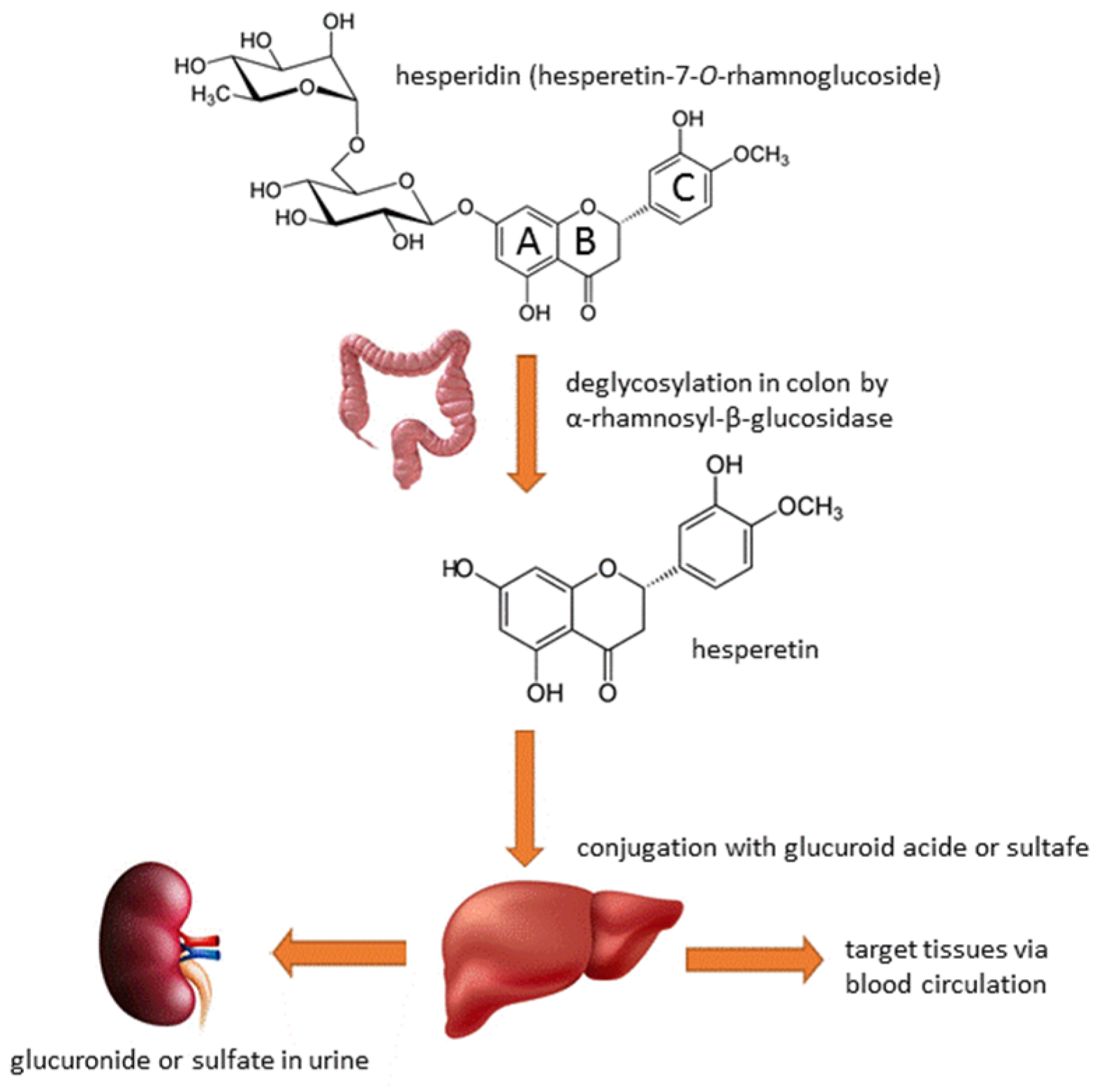 Medicina 60 00892 g002
