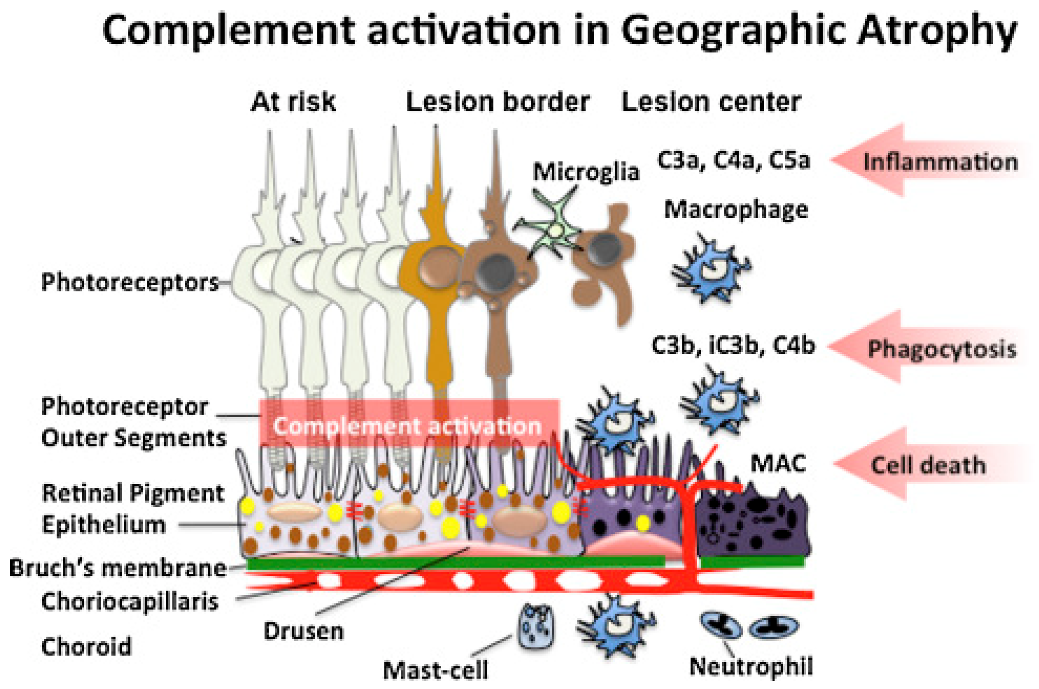 Medicina 60 00945 g002
