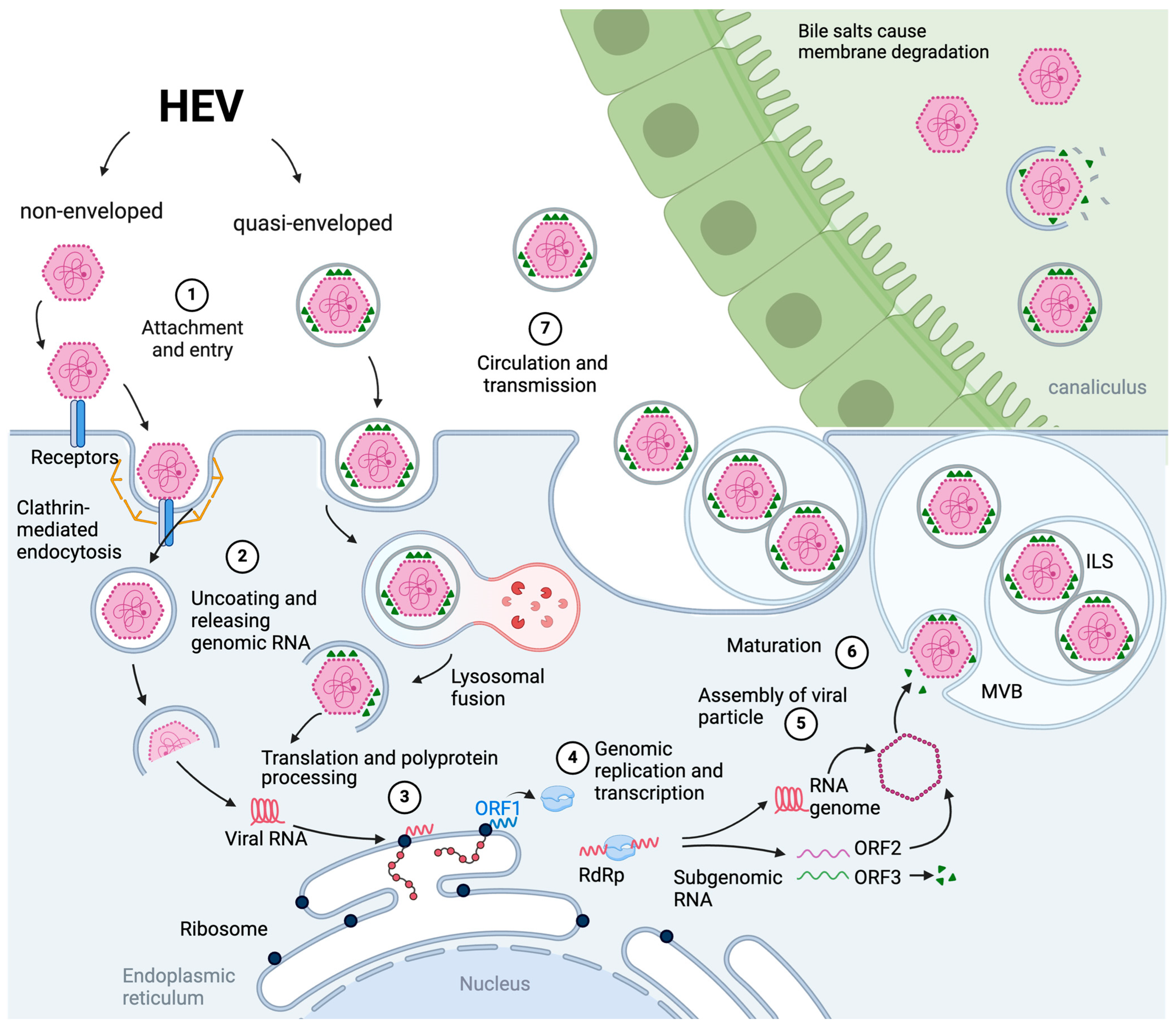 Medicina 60 00998 g002